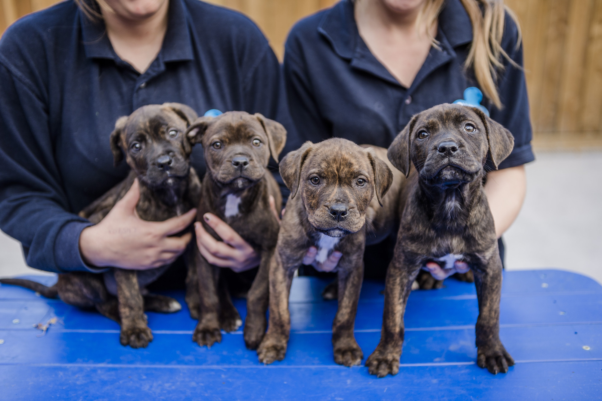 Four puppies in a row looking to camera