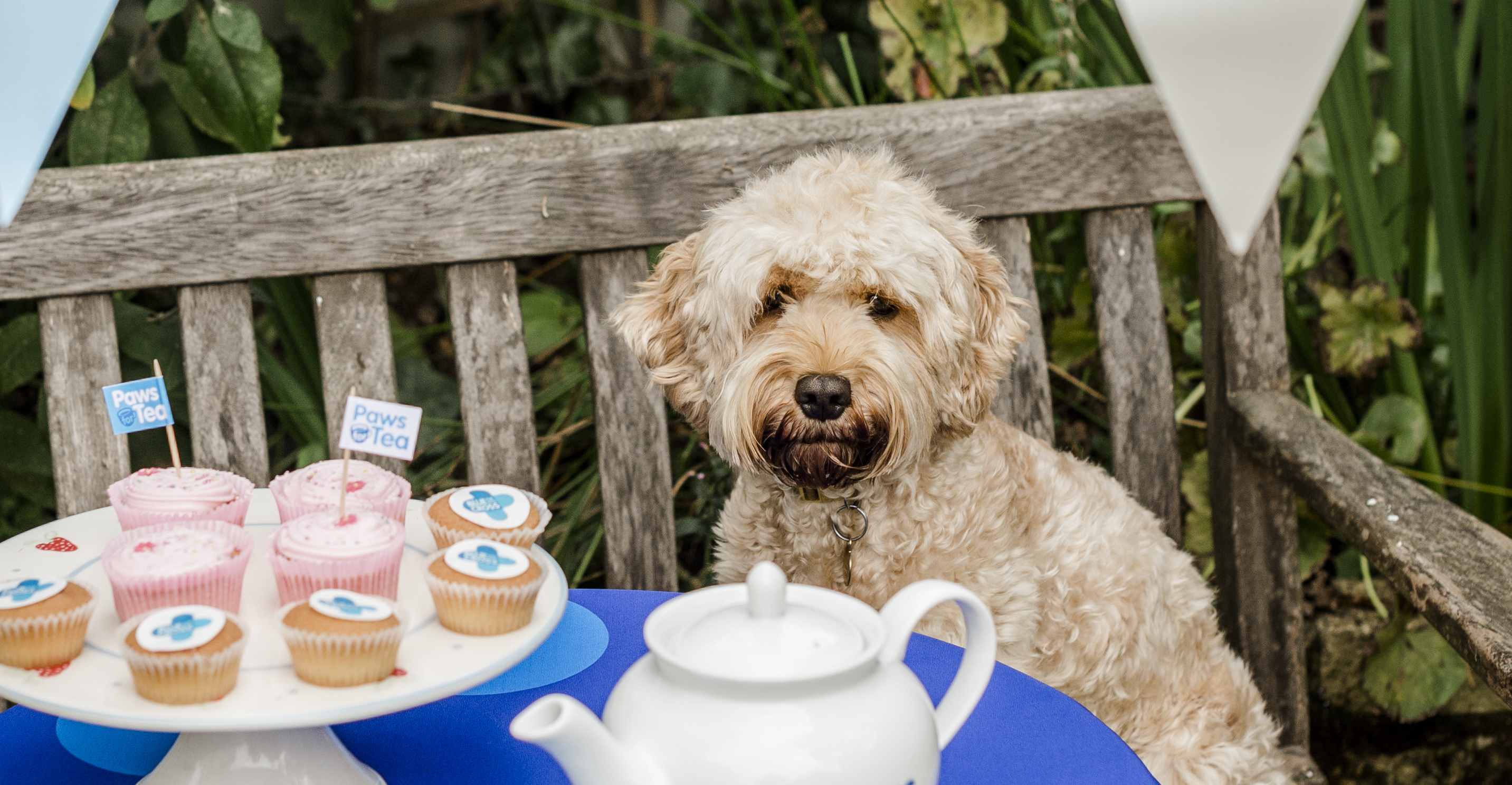 A golden cockerpoo sits on a bench looking a table which is laden with cupcakes and a teapot