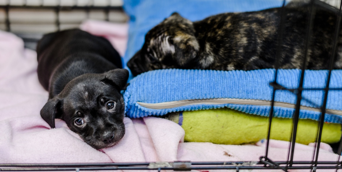 Two puppies in crate