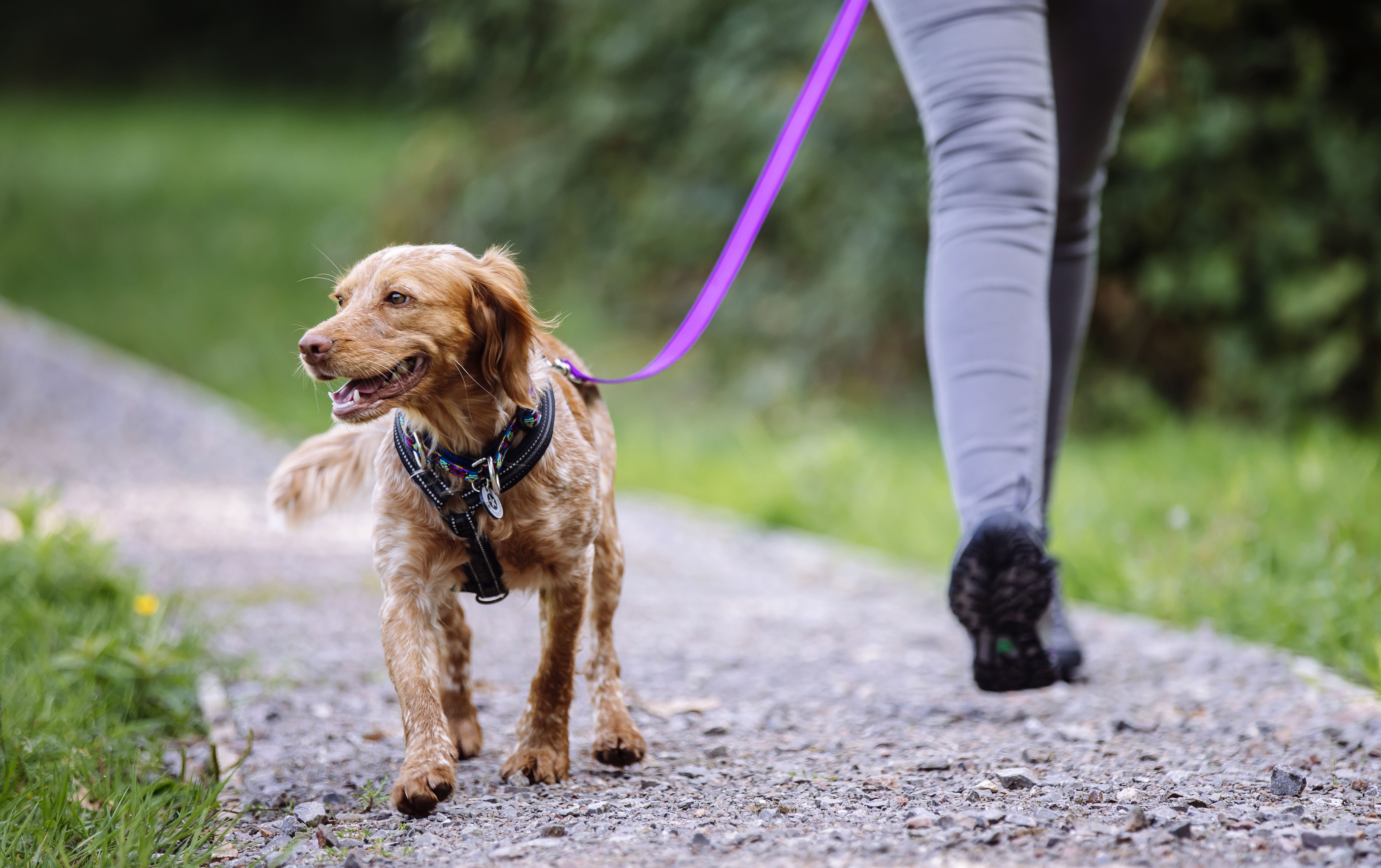 A red cocker spaniel cross walks along a path on a purple lead, her tail wagging