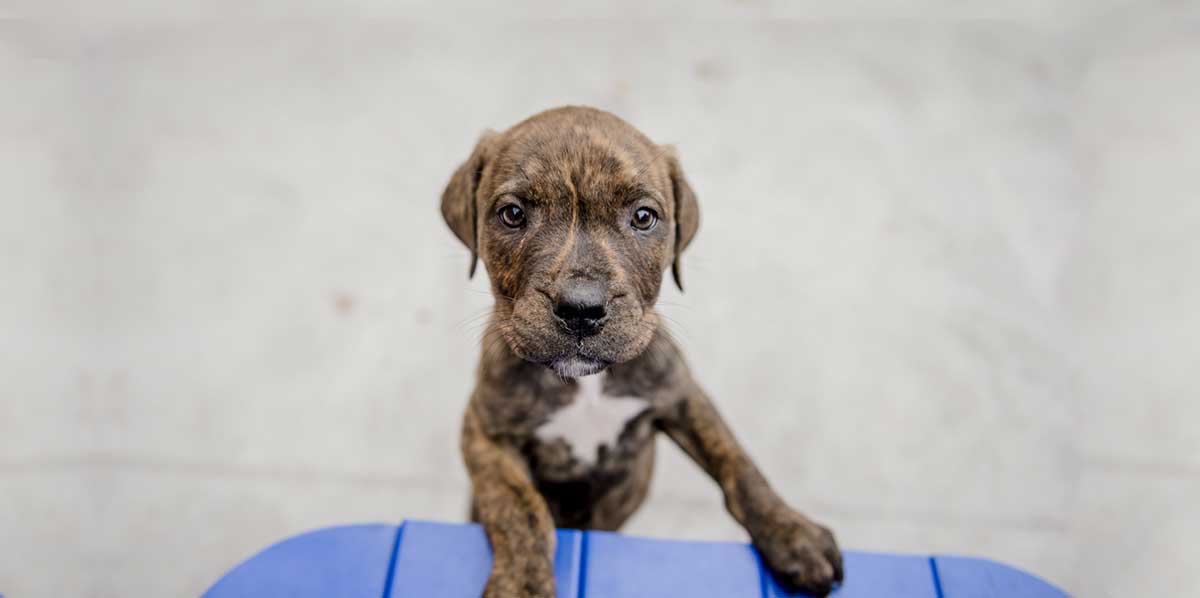 Brown puppy looking into camera