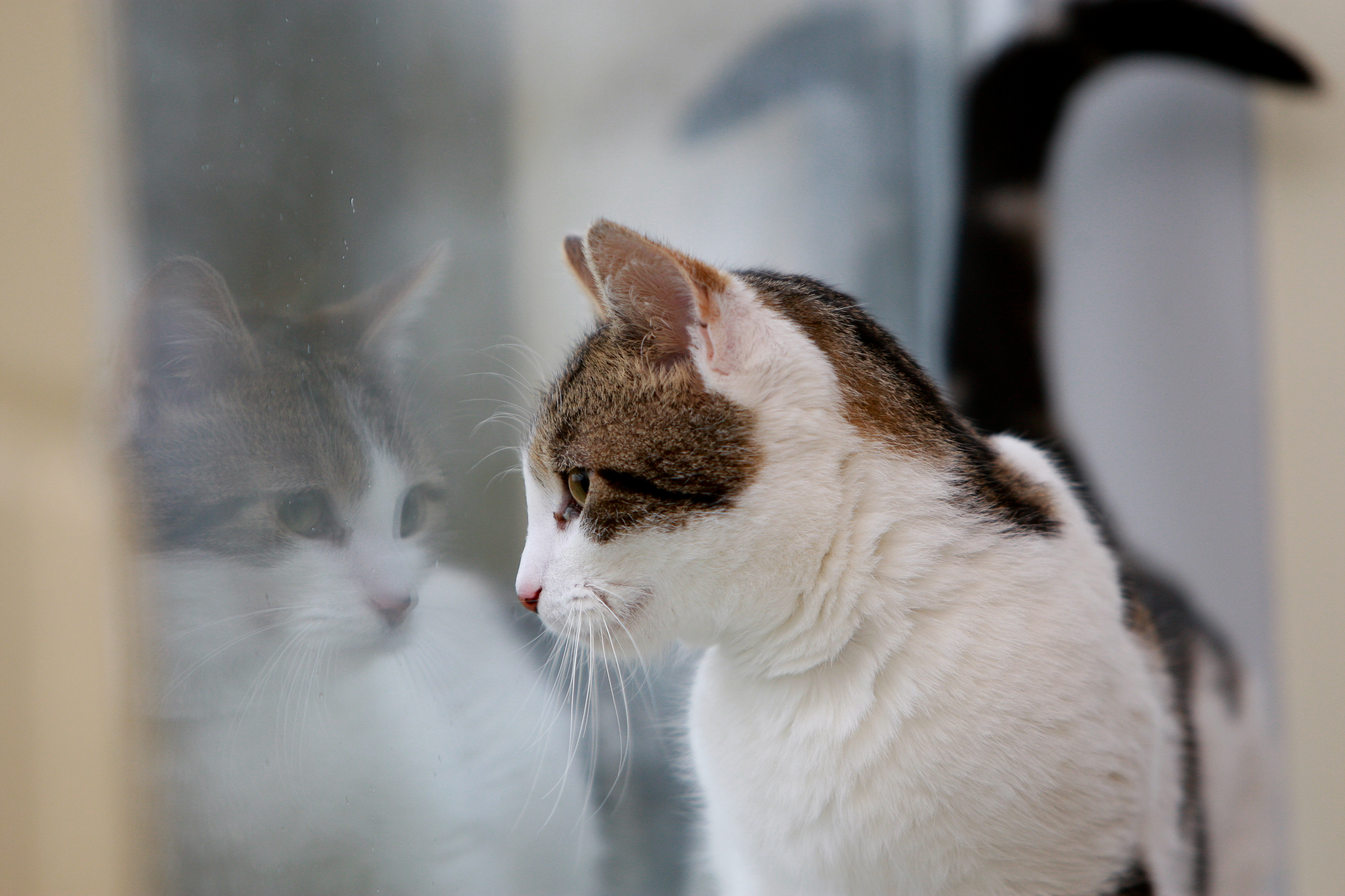 A white and tabby cat looks out of a window