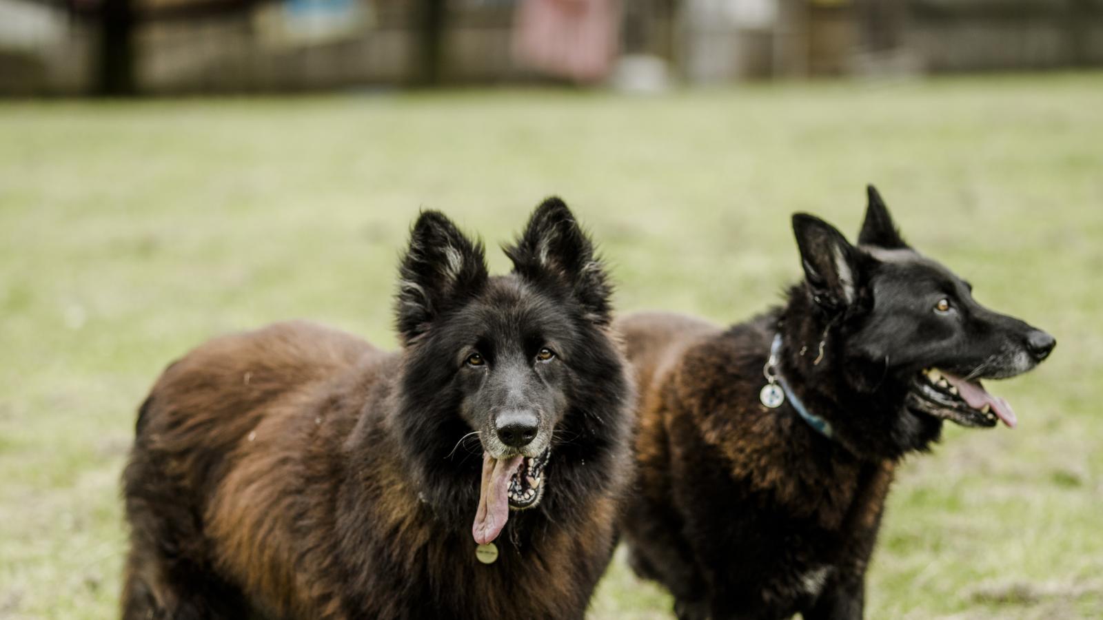 Two dogs in a field