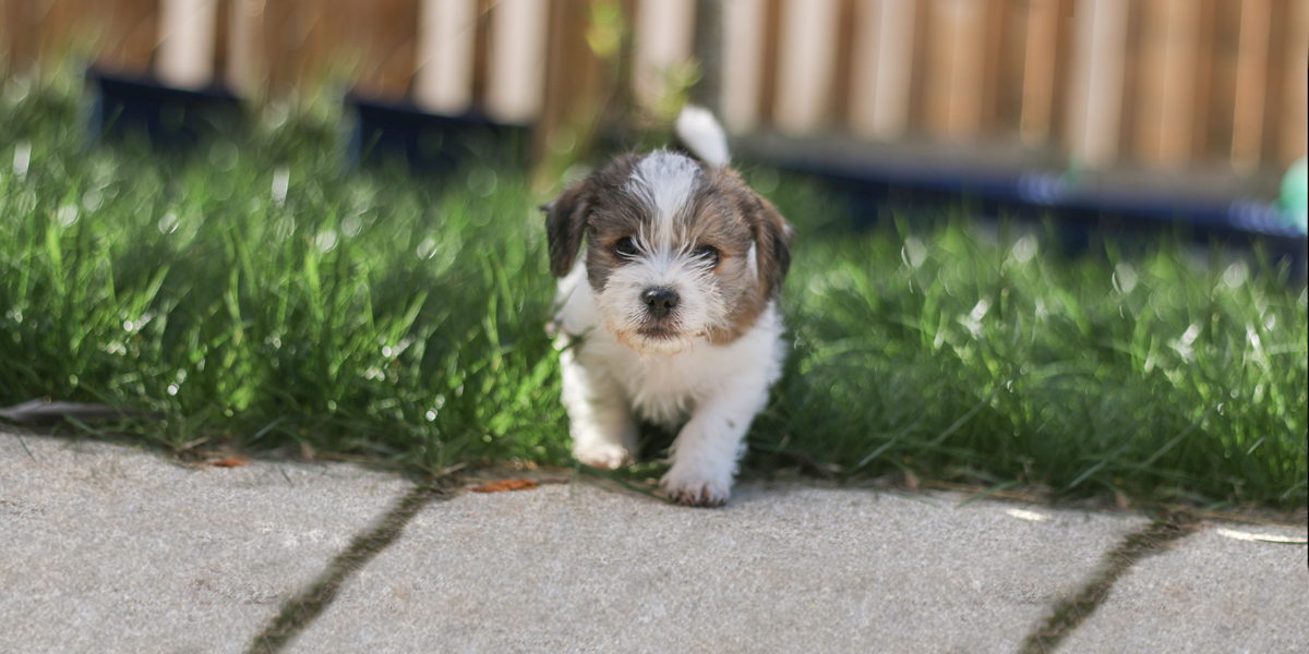 Herbie the puppy walking towards camera