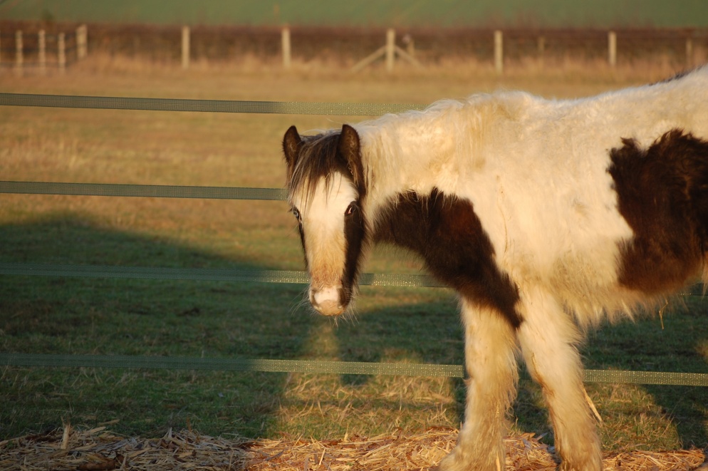 A brown and white horse in a field looks dishevelled and sad