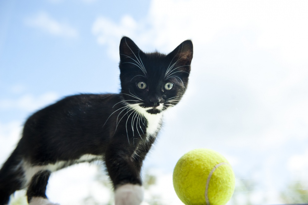 a black and white kitten stands next to a tennis ball and stares into the camera lens