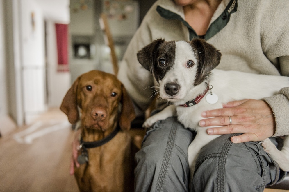 Dog sits on lap of owner with another dog beside them