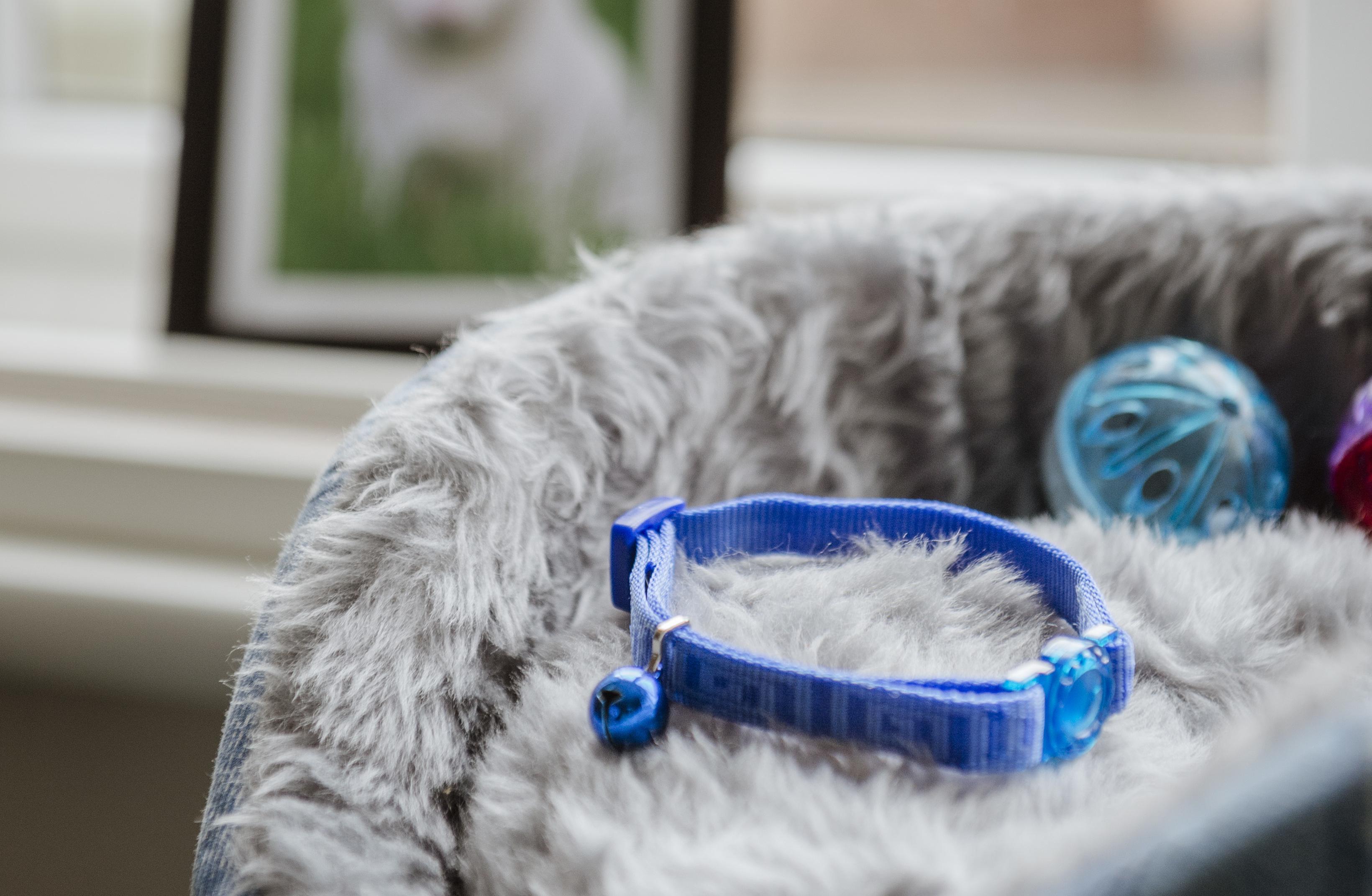 a blue collar rests on a grey fluffy pet pet, with a photoframe featuring a photo of a cat say behind on the windowsill
