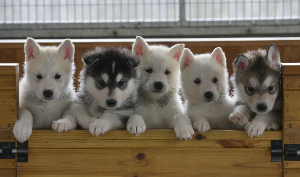 A group of husky puppies