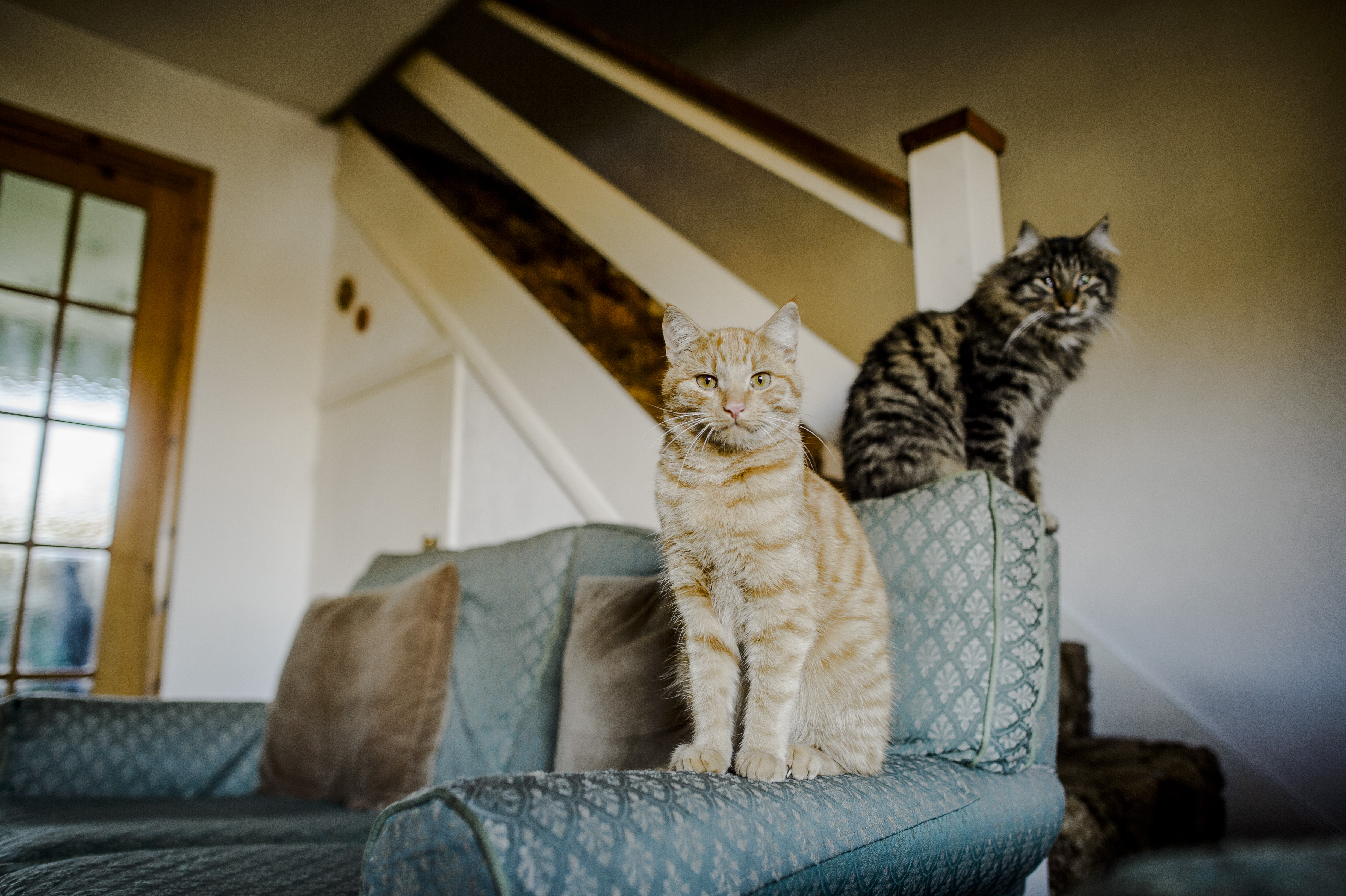 Two cats sat on the sofa looking to camera