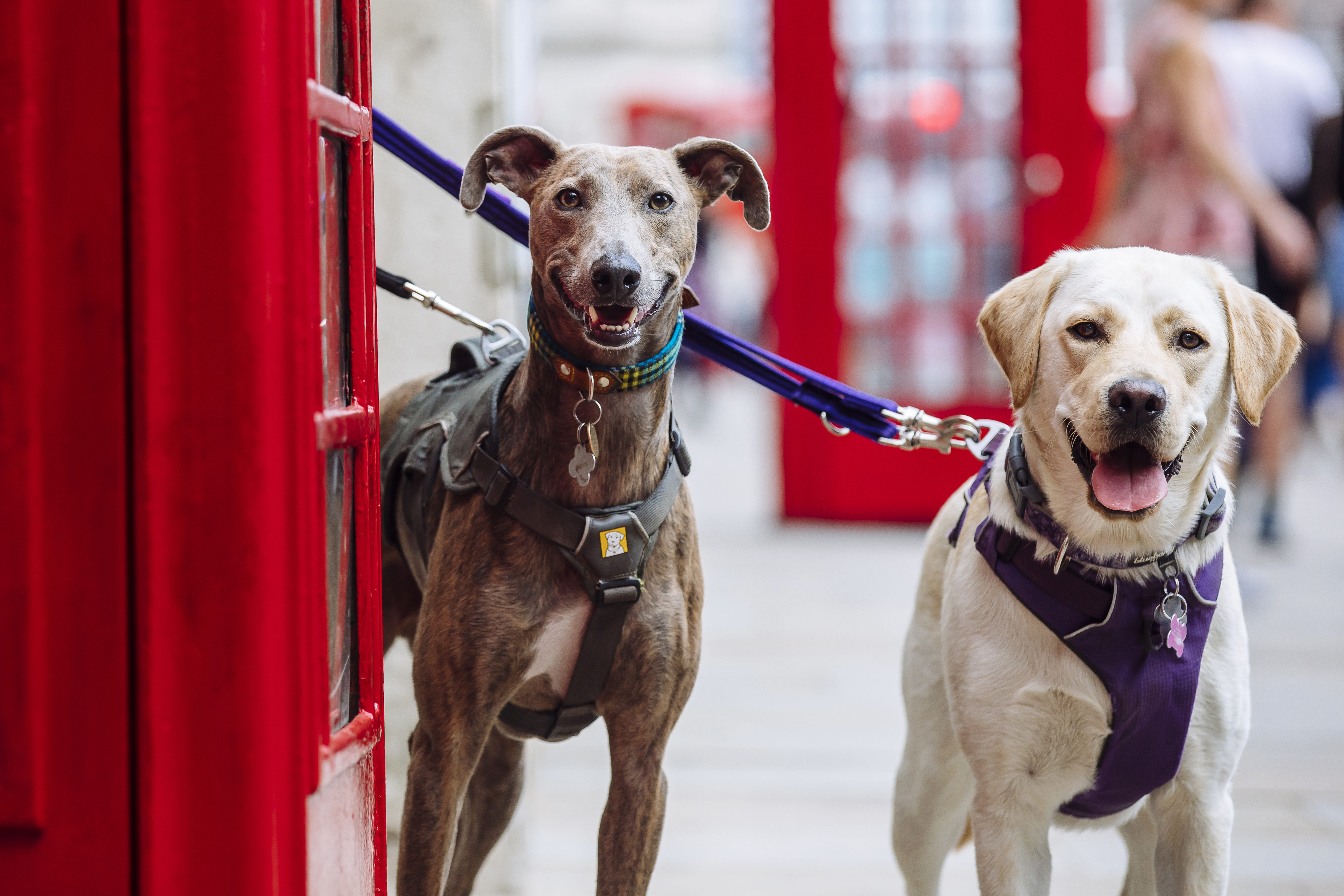 Brindle lurcher and golden Labrador side by side by a London phonebox, looking to camera