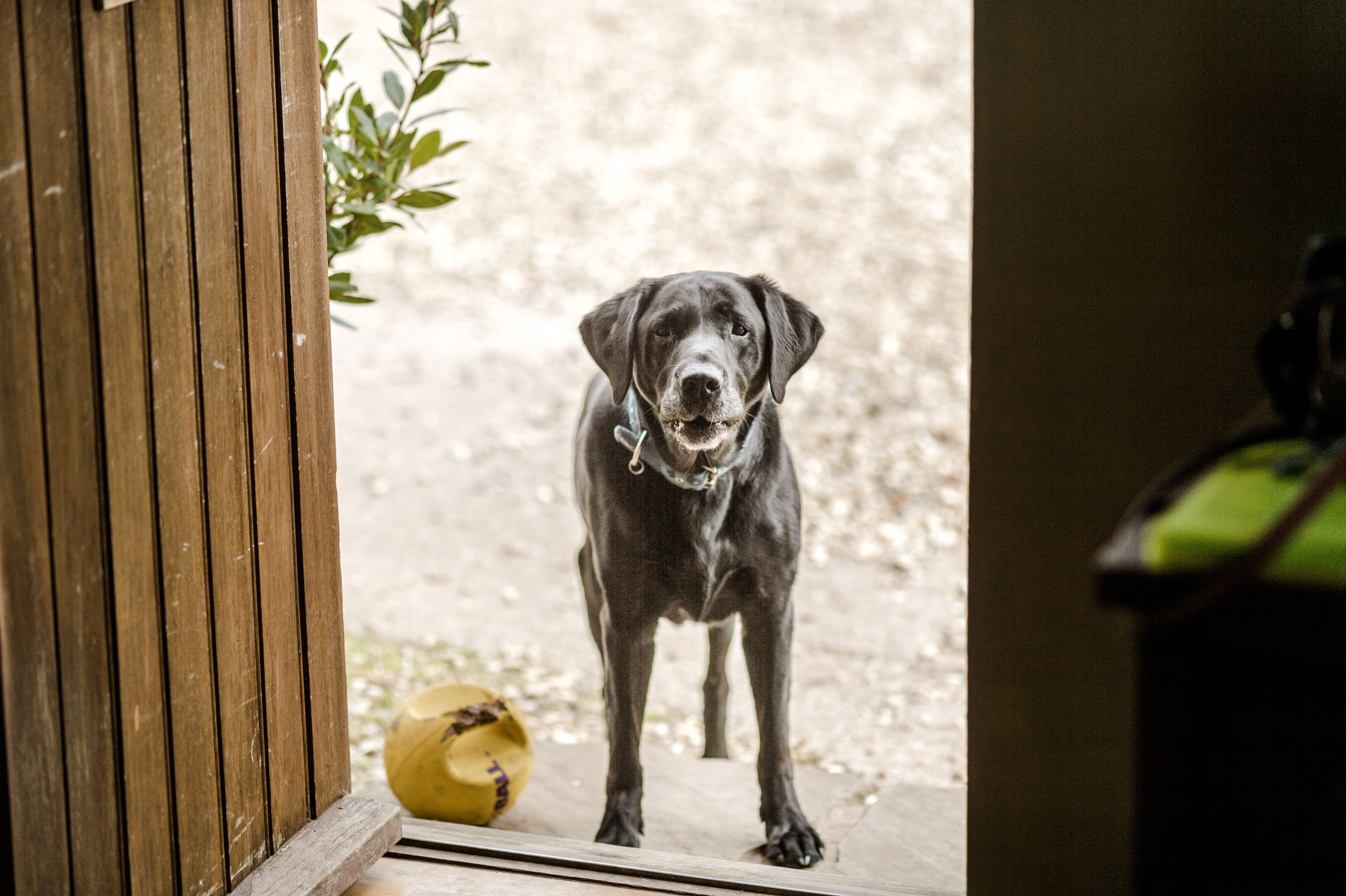 Black Labrador stood at back door of house, looking to camera