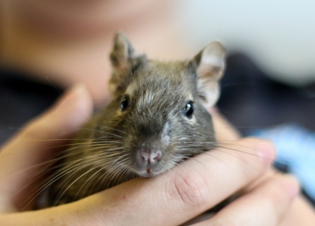 Piper the Degu