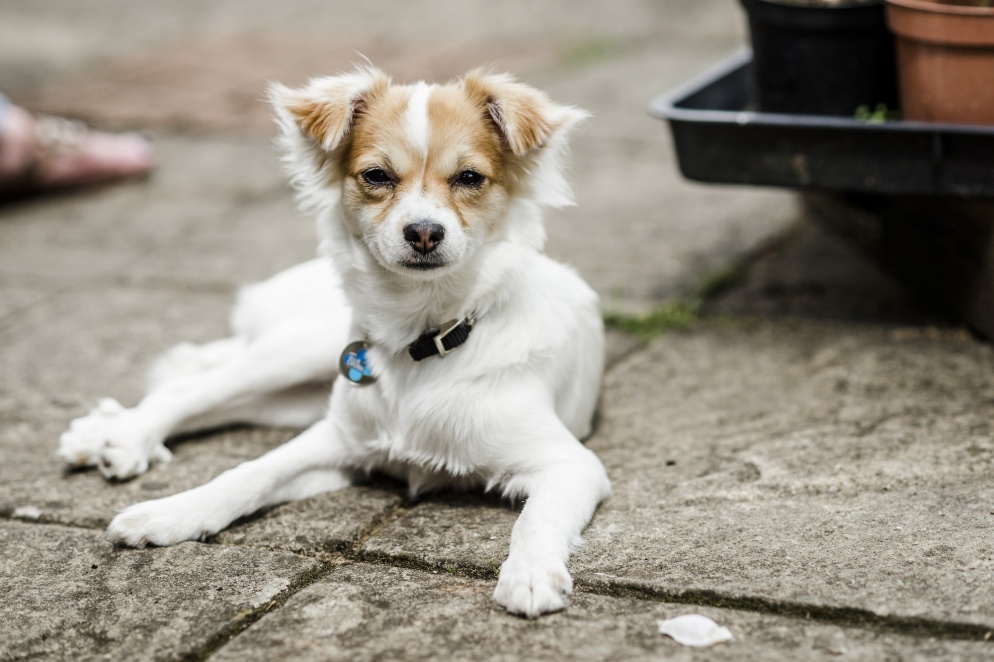 White dog sitting on a patio