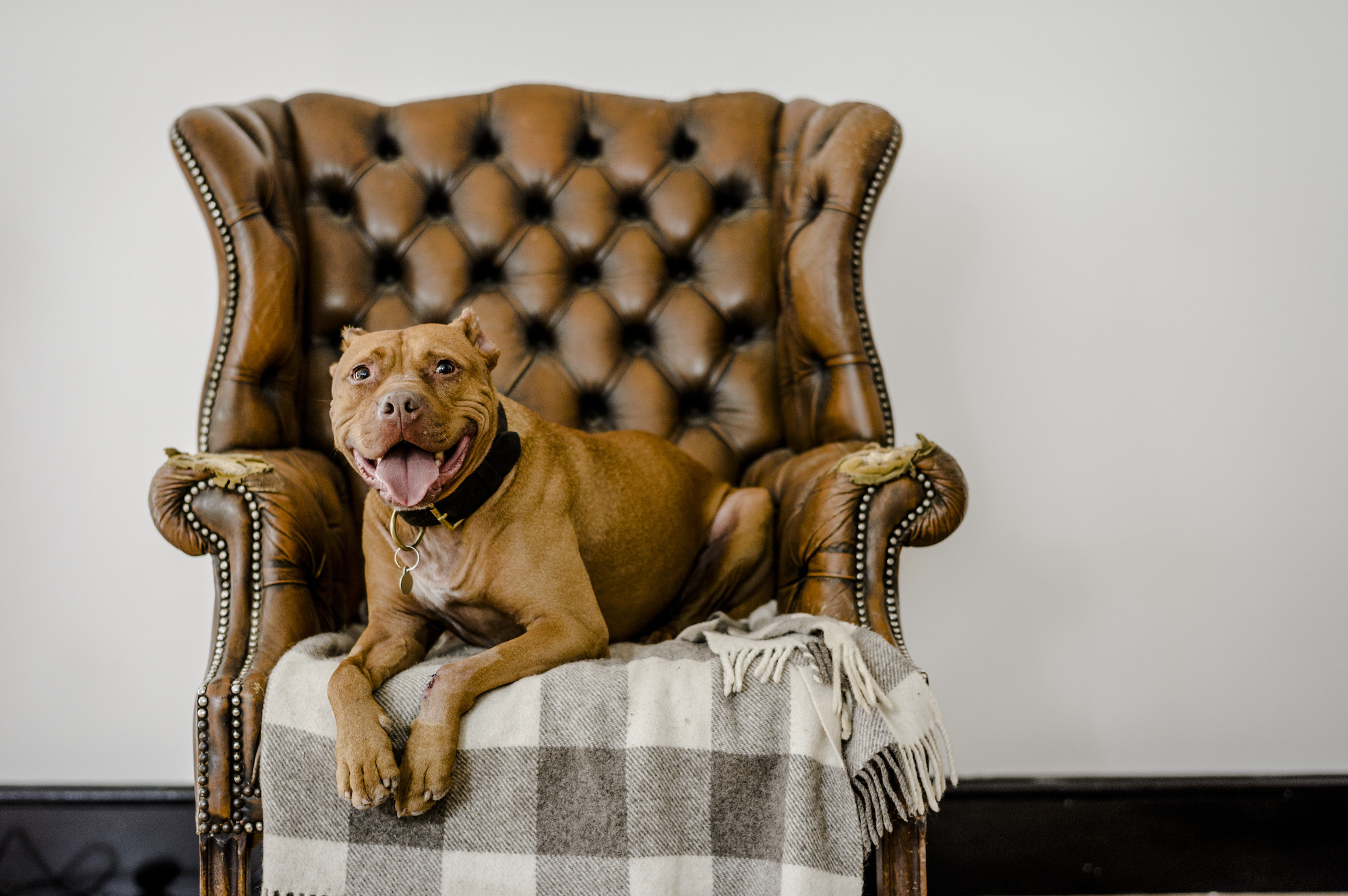 Archie the pitbull terrier enjoying his armchair