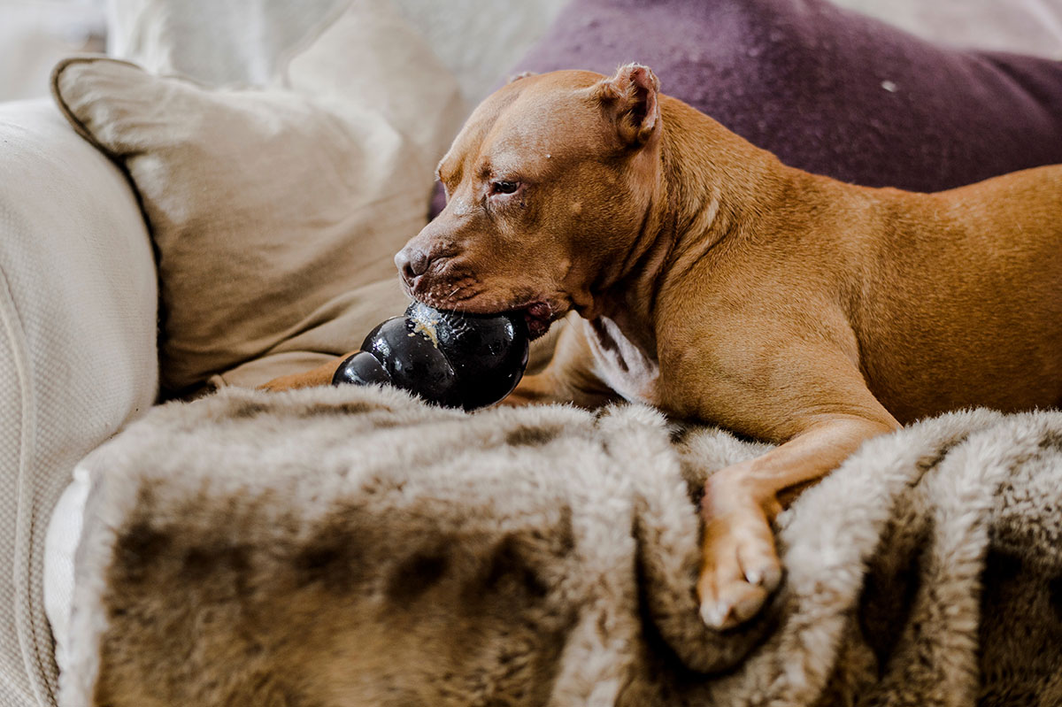 Archie the pitbull playing with a kong on sofa