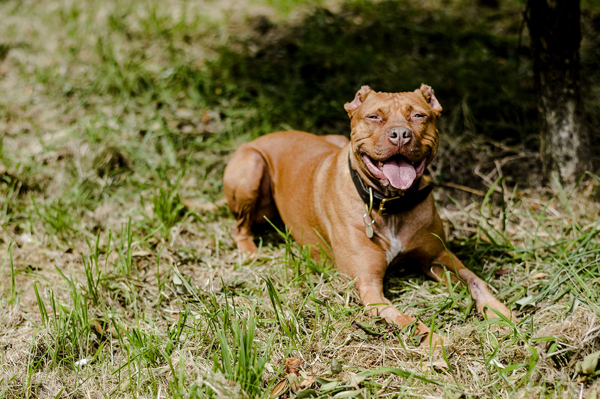 Archie the pitbull terrier sitting happily under tree