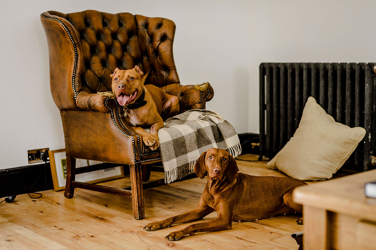 Archie the pitbull terrier sitting on comfortable chair with his best friend Ella