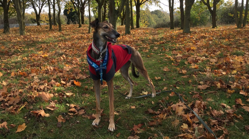 Lonely lurcher finds loving home after a year of rehabilitation