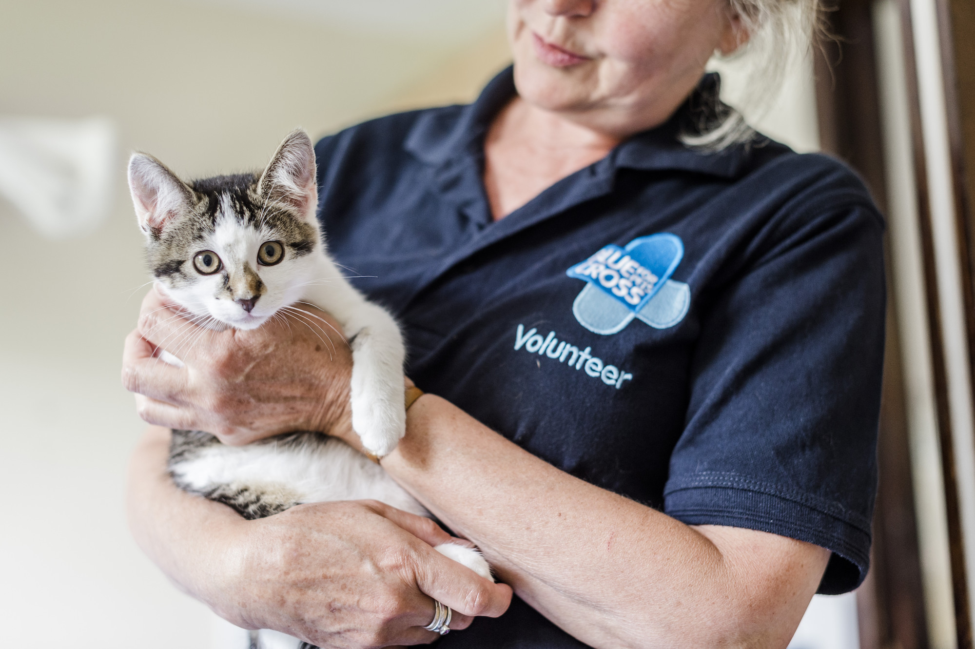 Volunteer holding a kitten in her hands
