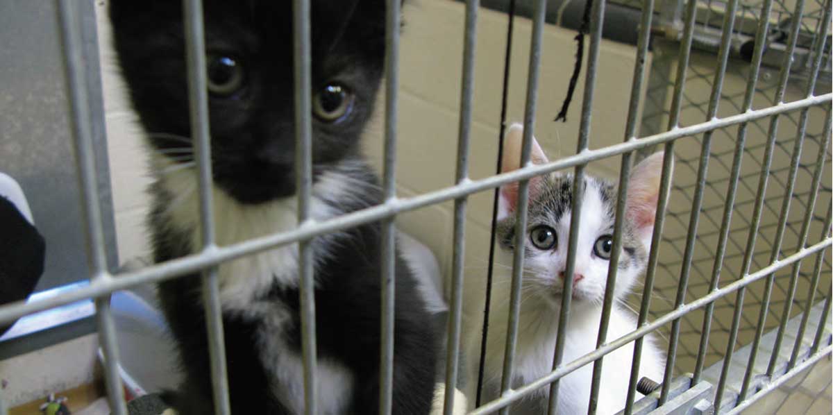 Kittens behind bars in a cage