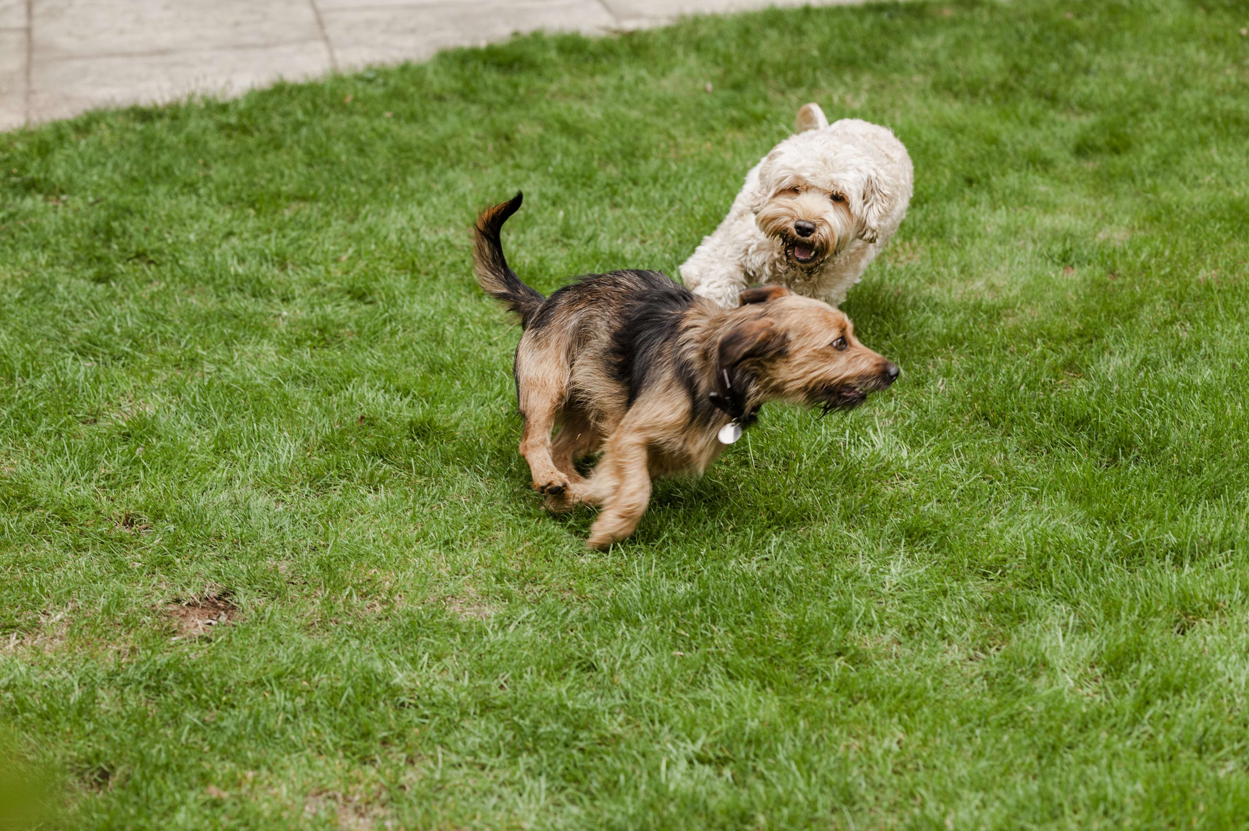 Two dogs running around a garden on the grass