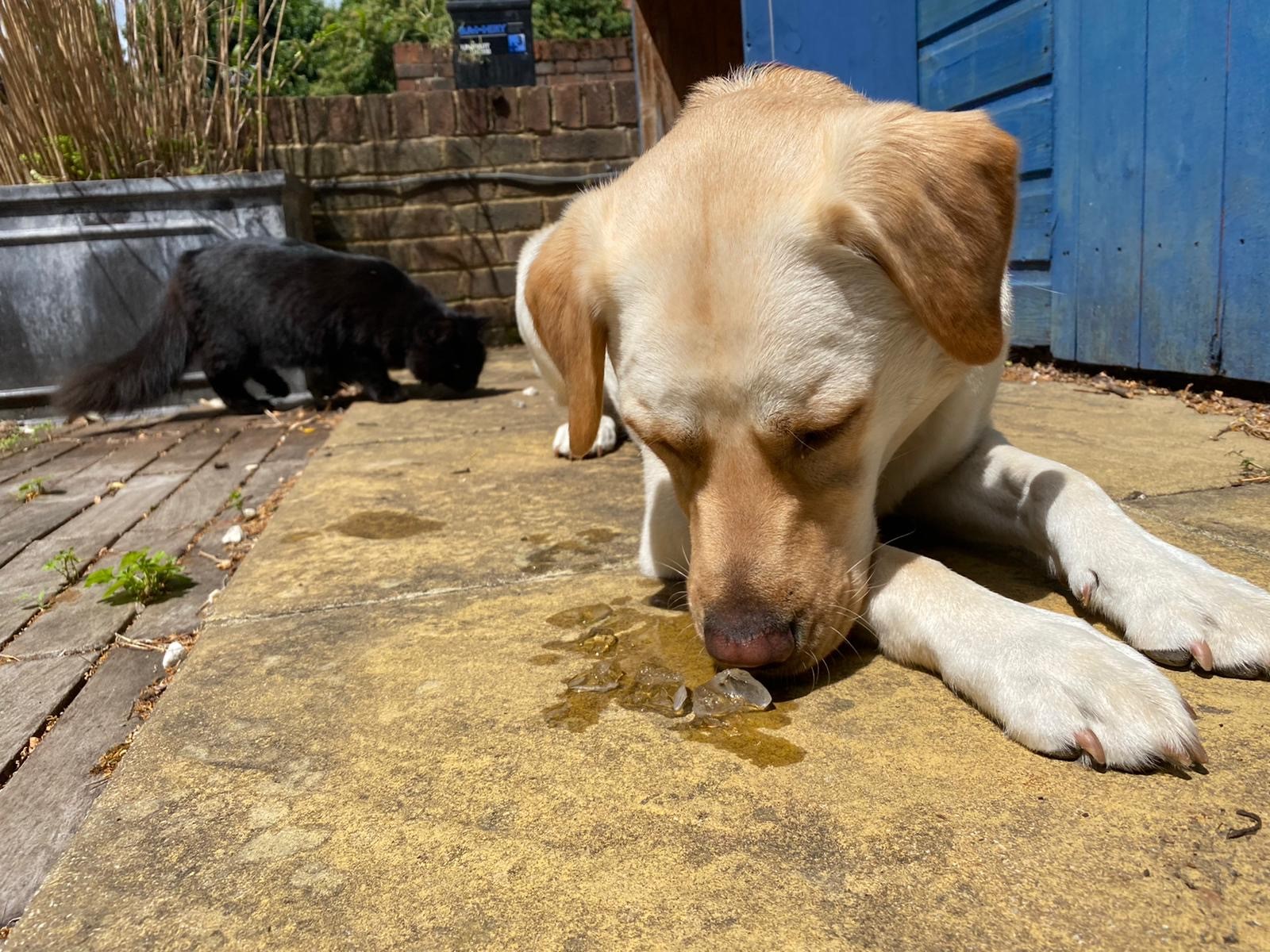 Golden Labrador licking ice cube on floor