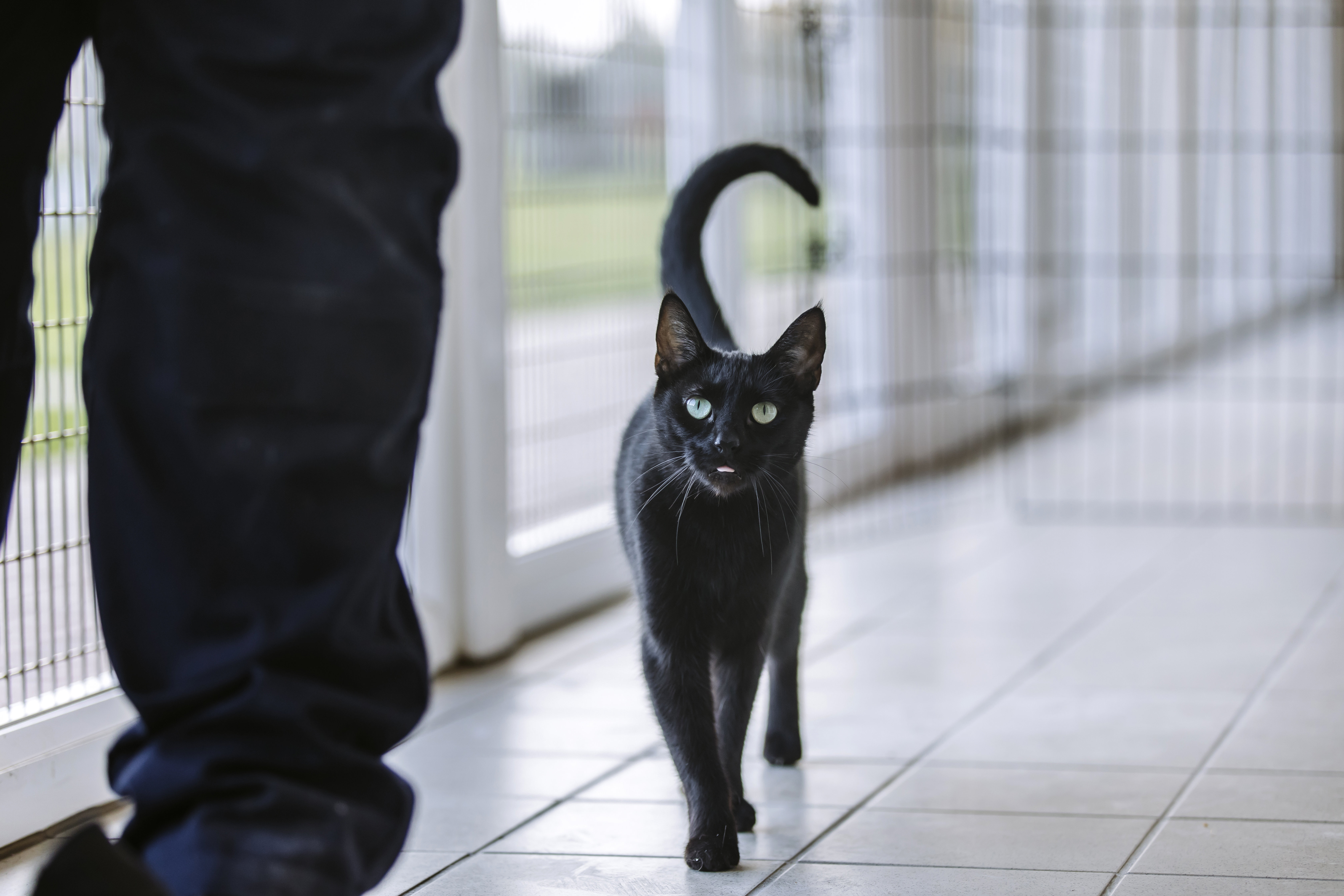 Black cat looking at camera and walking over to Blue Cross employee