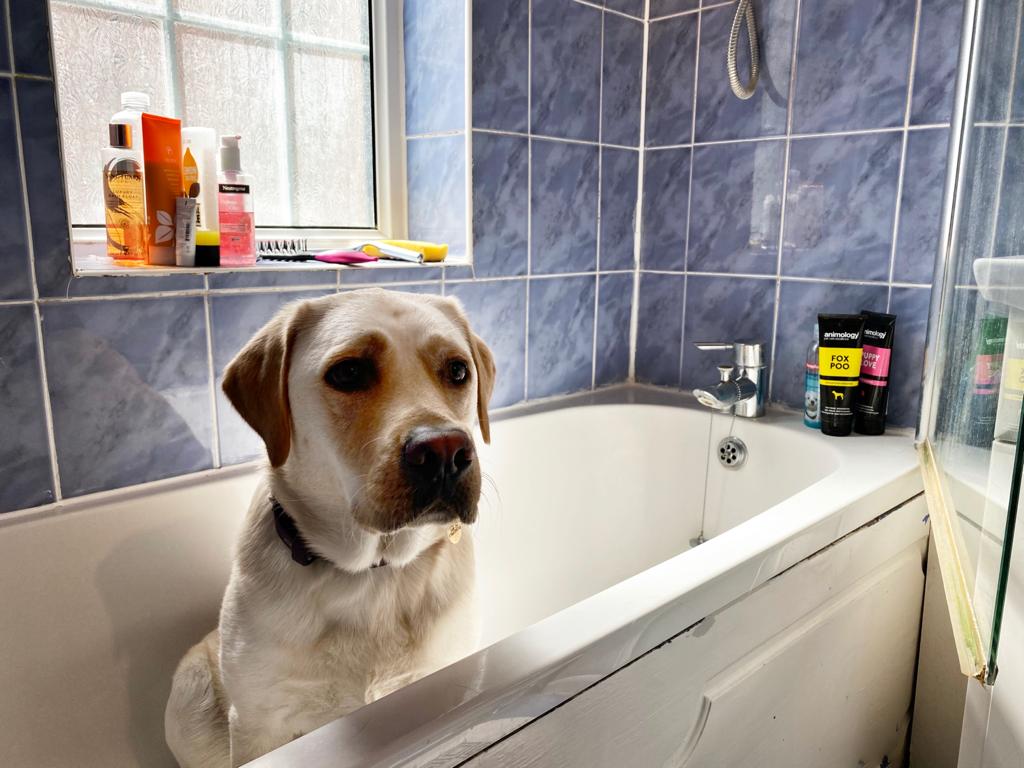 Golden retriever in the bath, looking just to the right of the camera