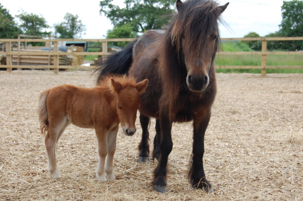 Pony with a foal