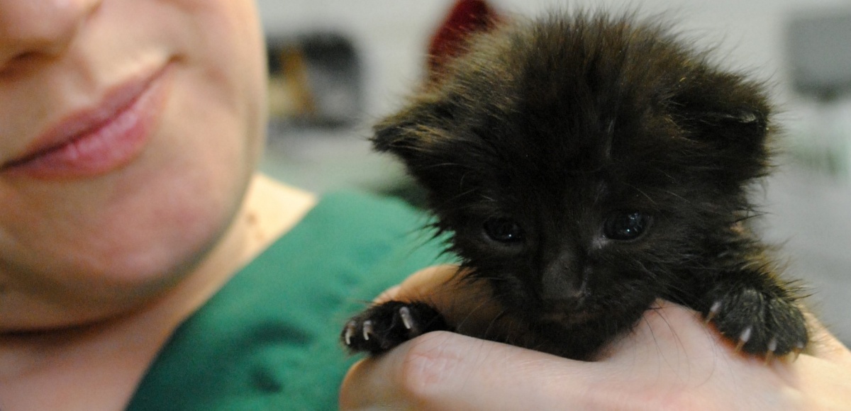 Kitten being held