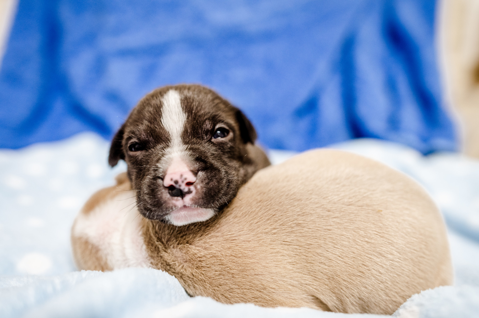 Blue cross sales puppies