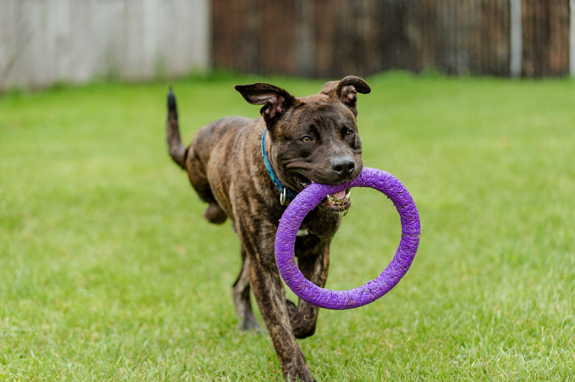 Stitch running around with his favourite toy