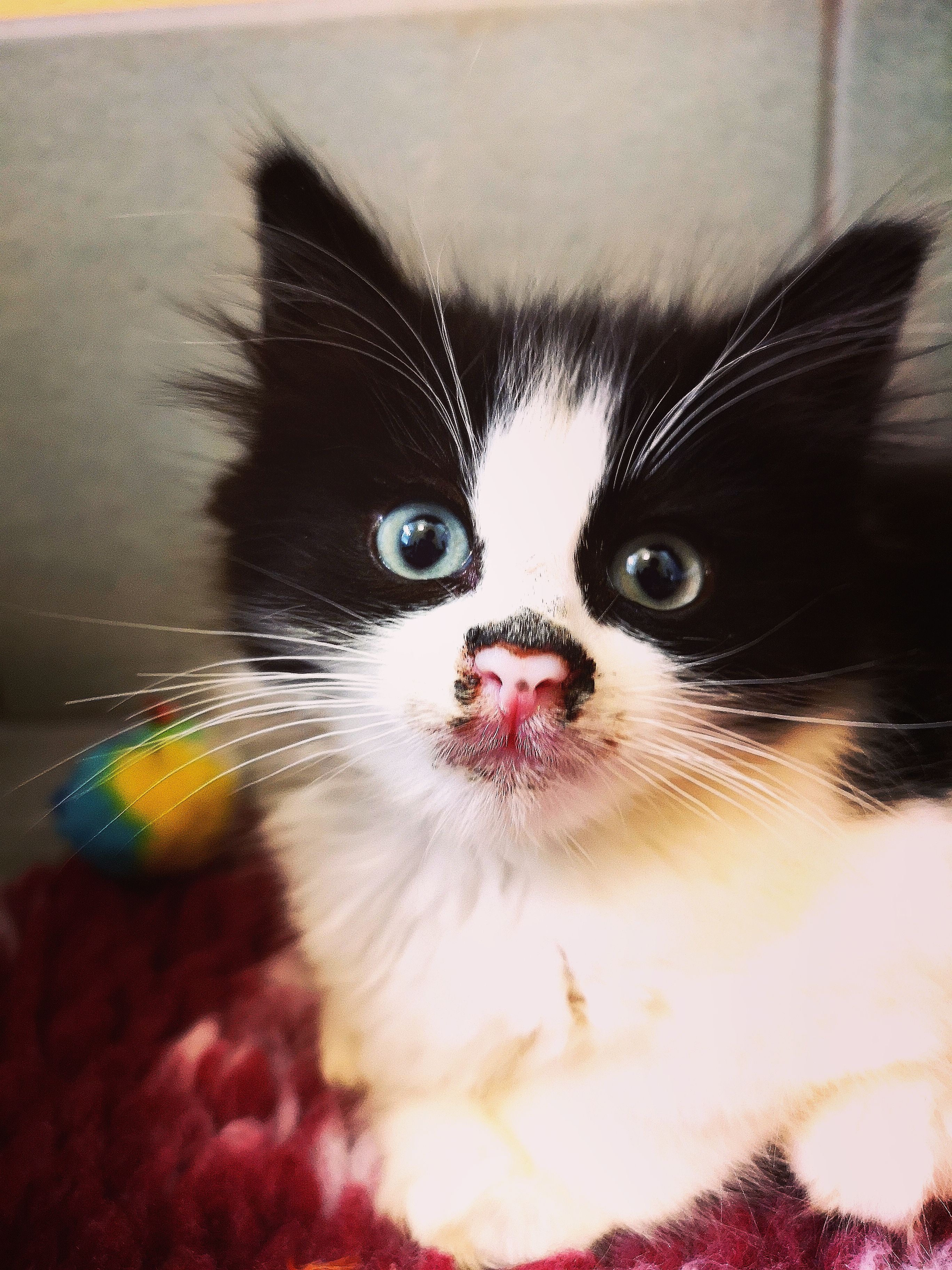 Dale the kitten with food on his nose