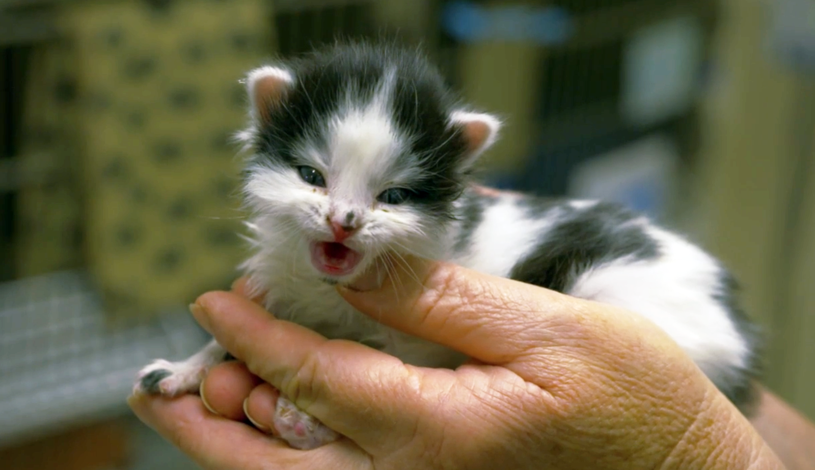 Tiny kitten in open hands