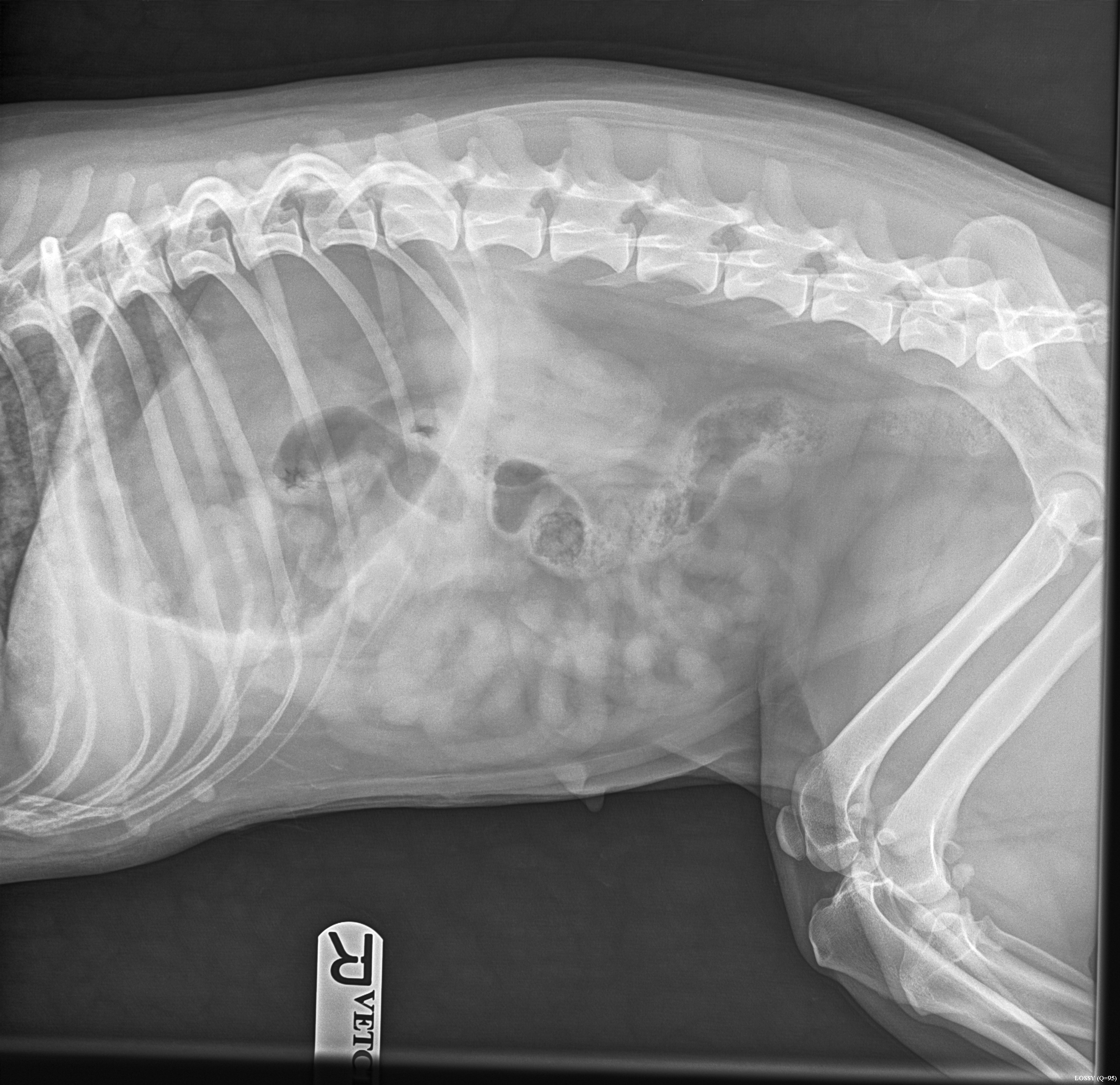 An Xray showing the lungworm in Jessie