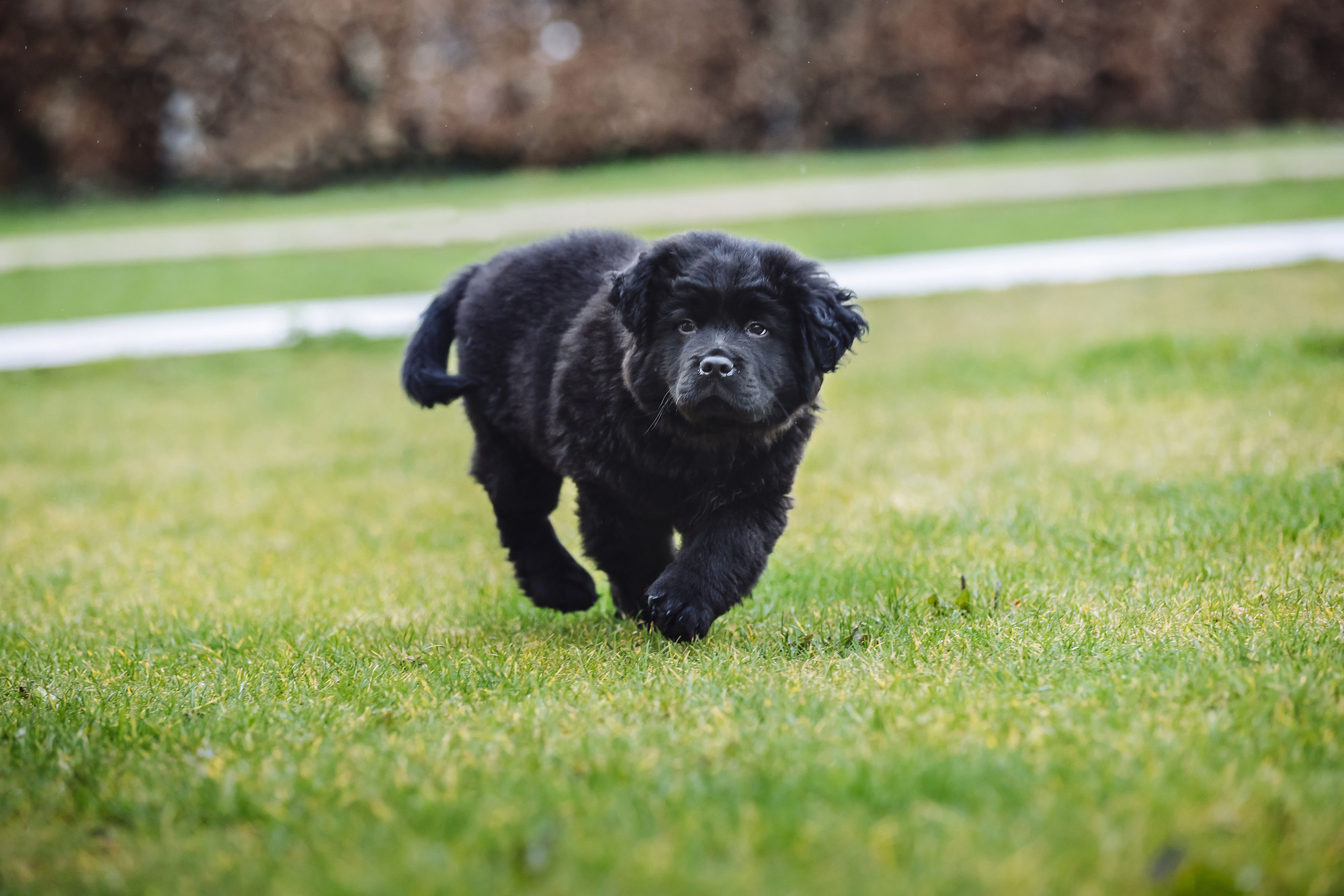 Black dog playing on the grass