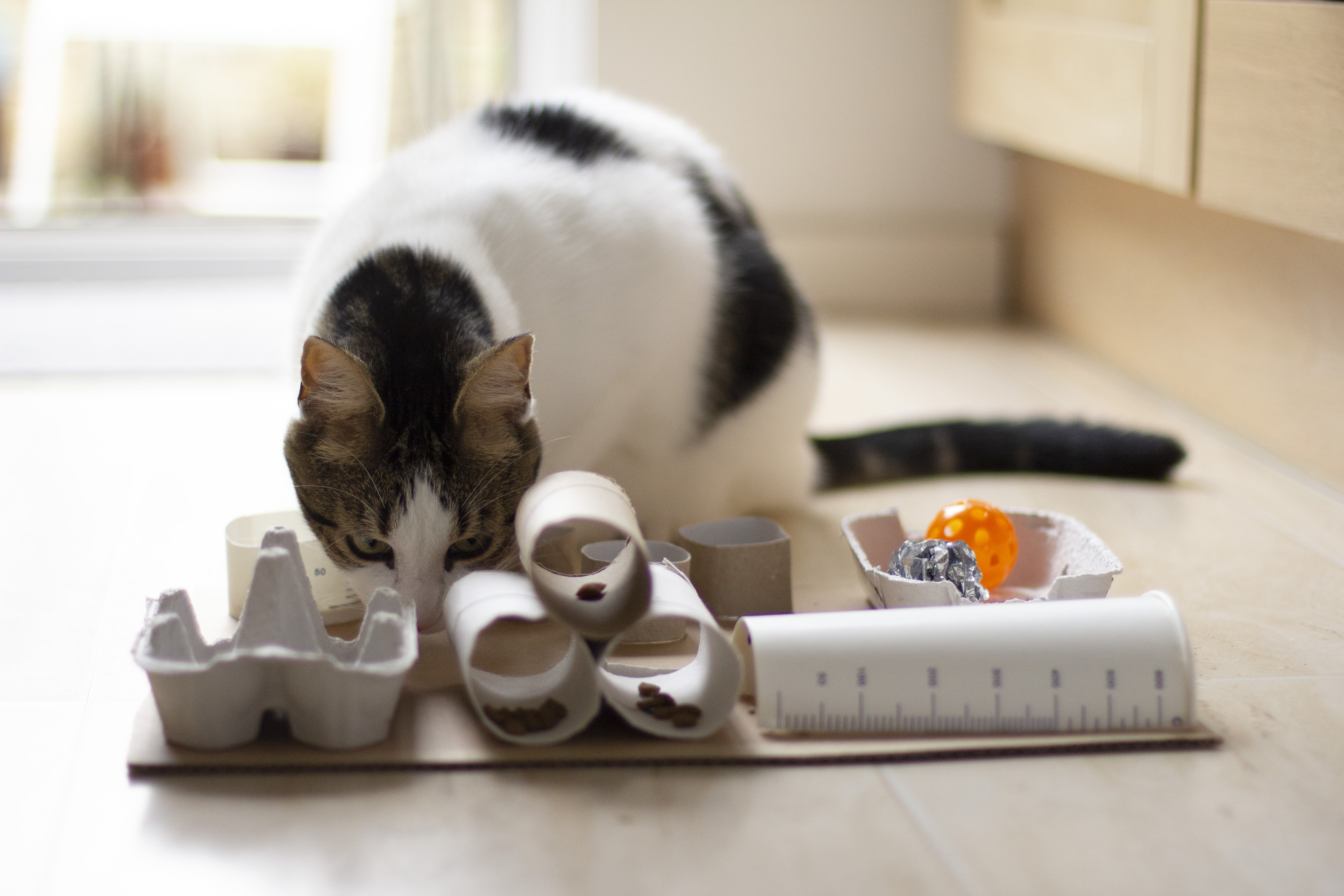 How To Make A Cat Food Puzzle