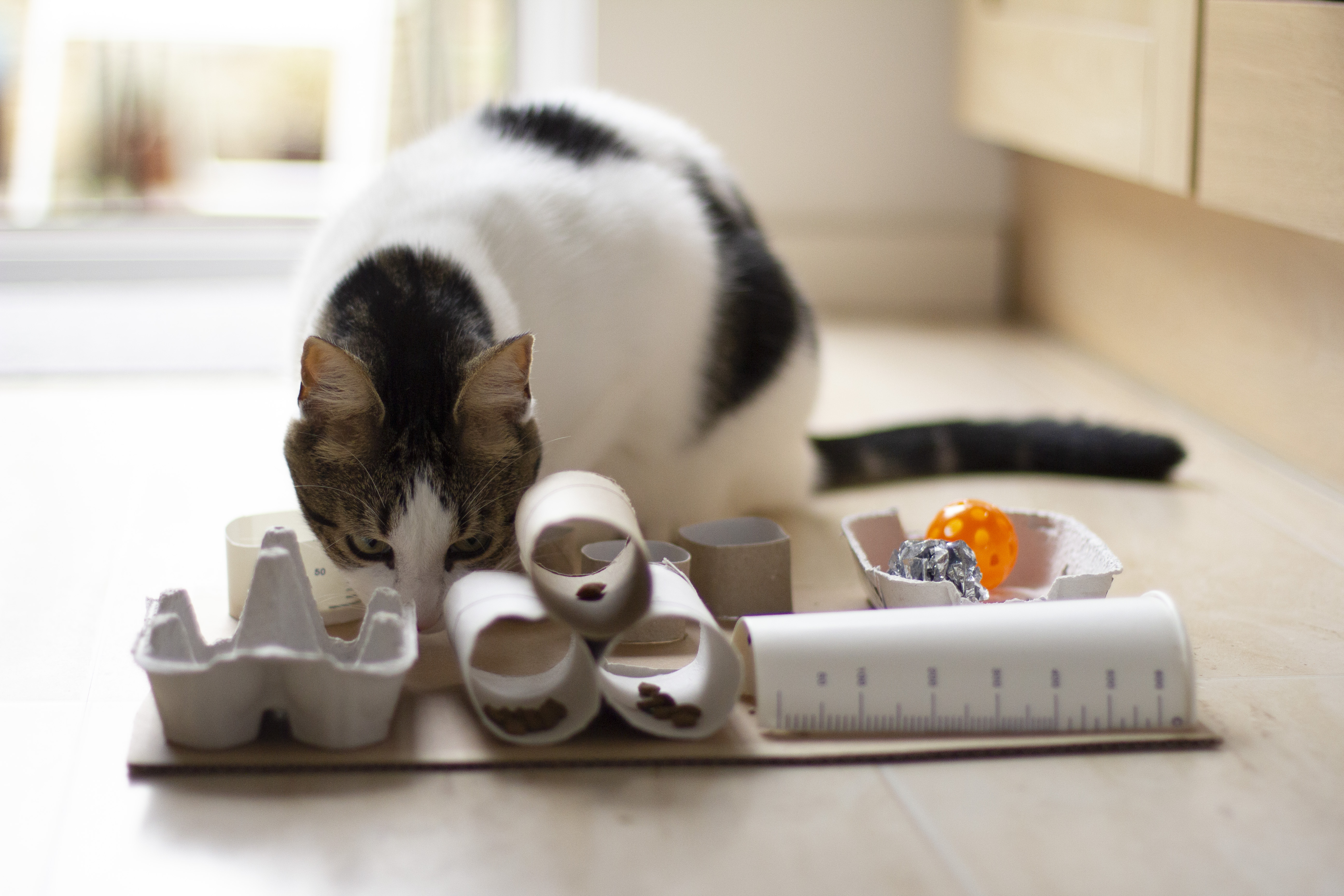 Cat sniffing homemade cat puzzle feeder