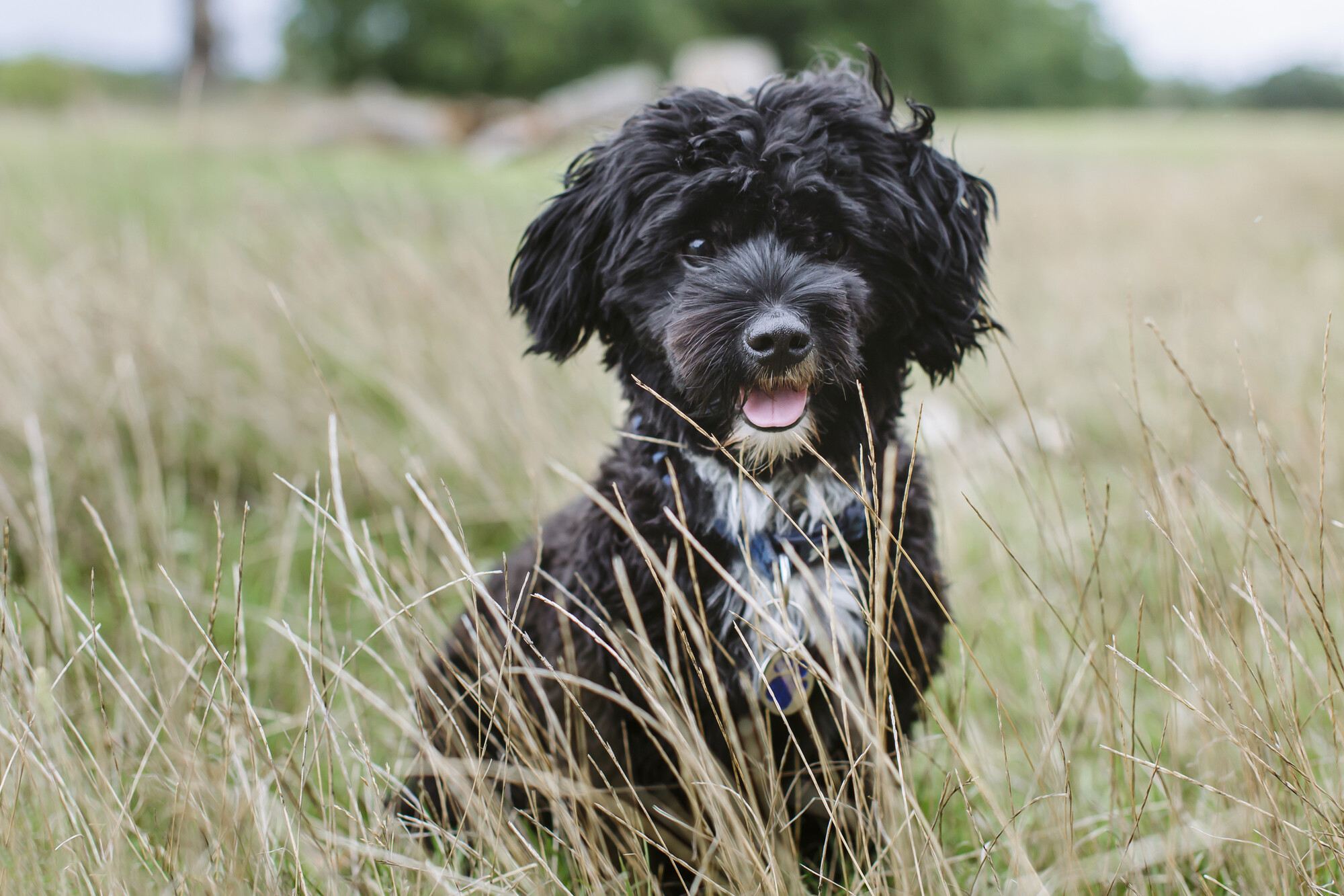 Benji exploring his local park