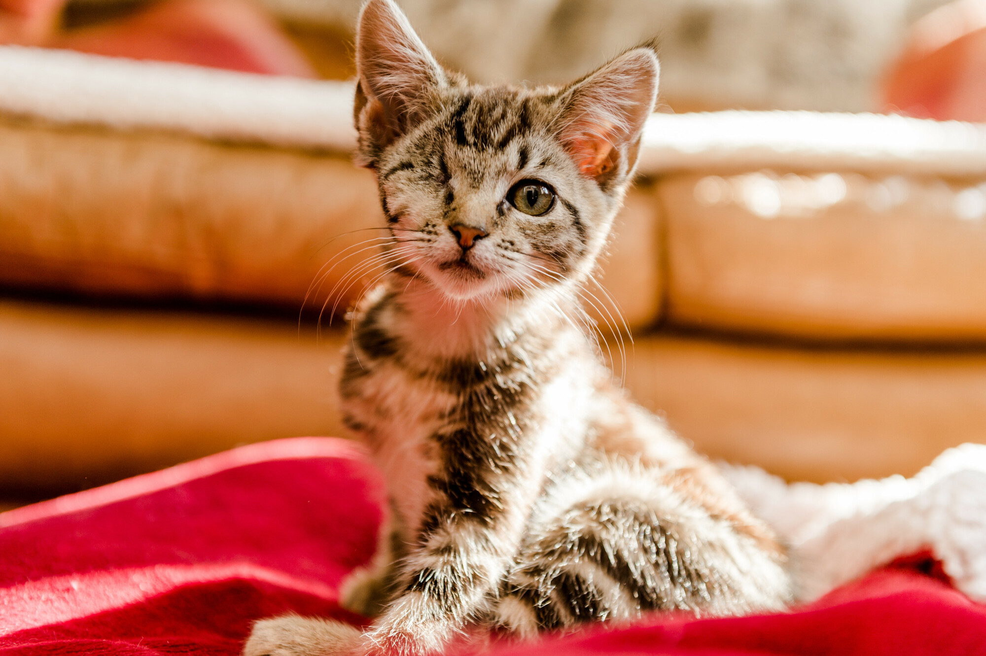 Cheese is now thriving in a new home with her sister.