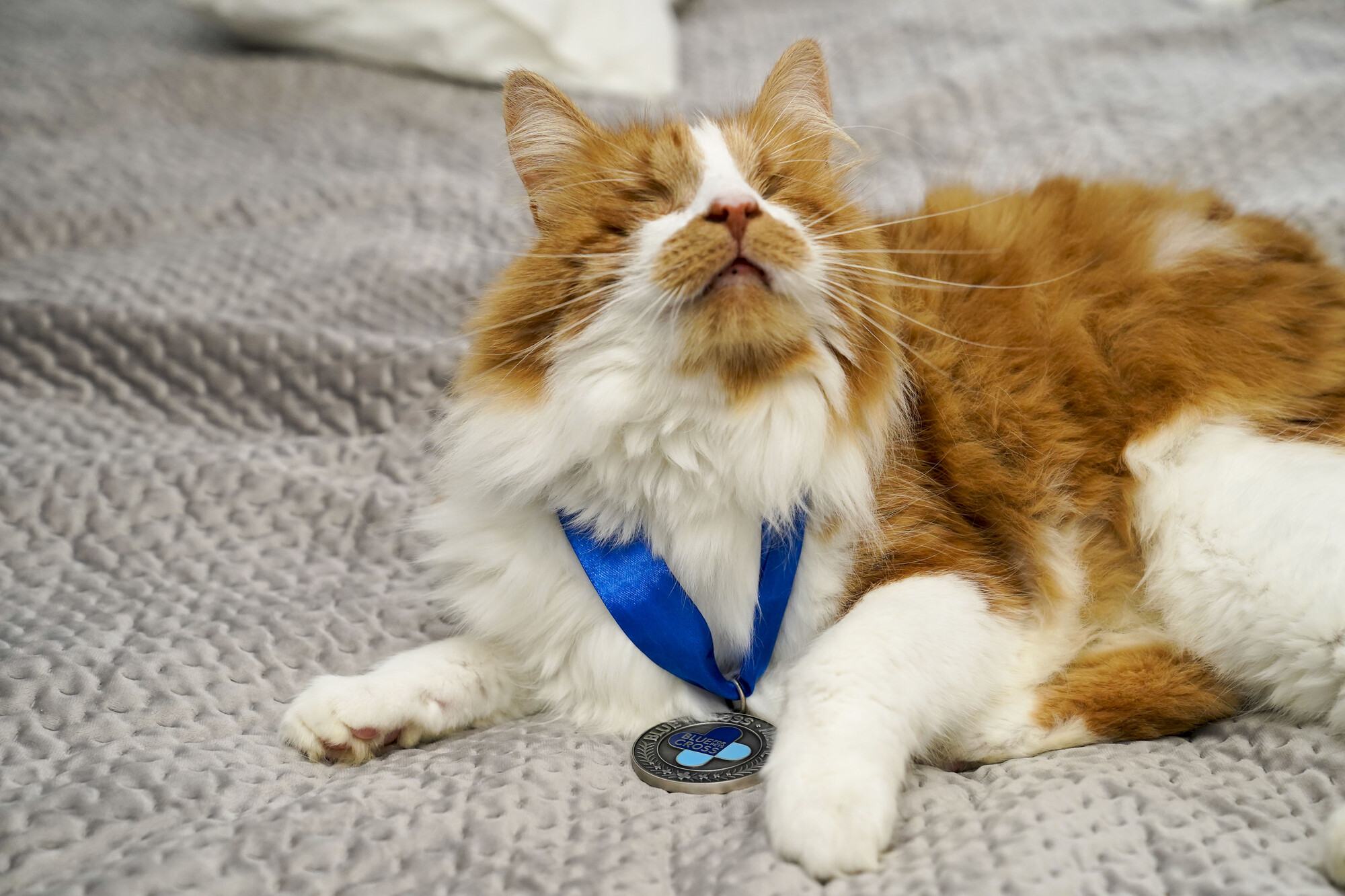 Carrots lying down wearing medal