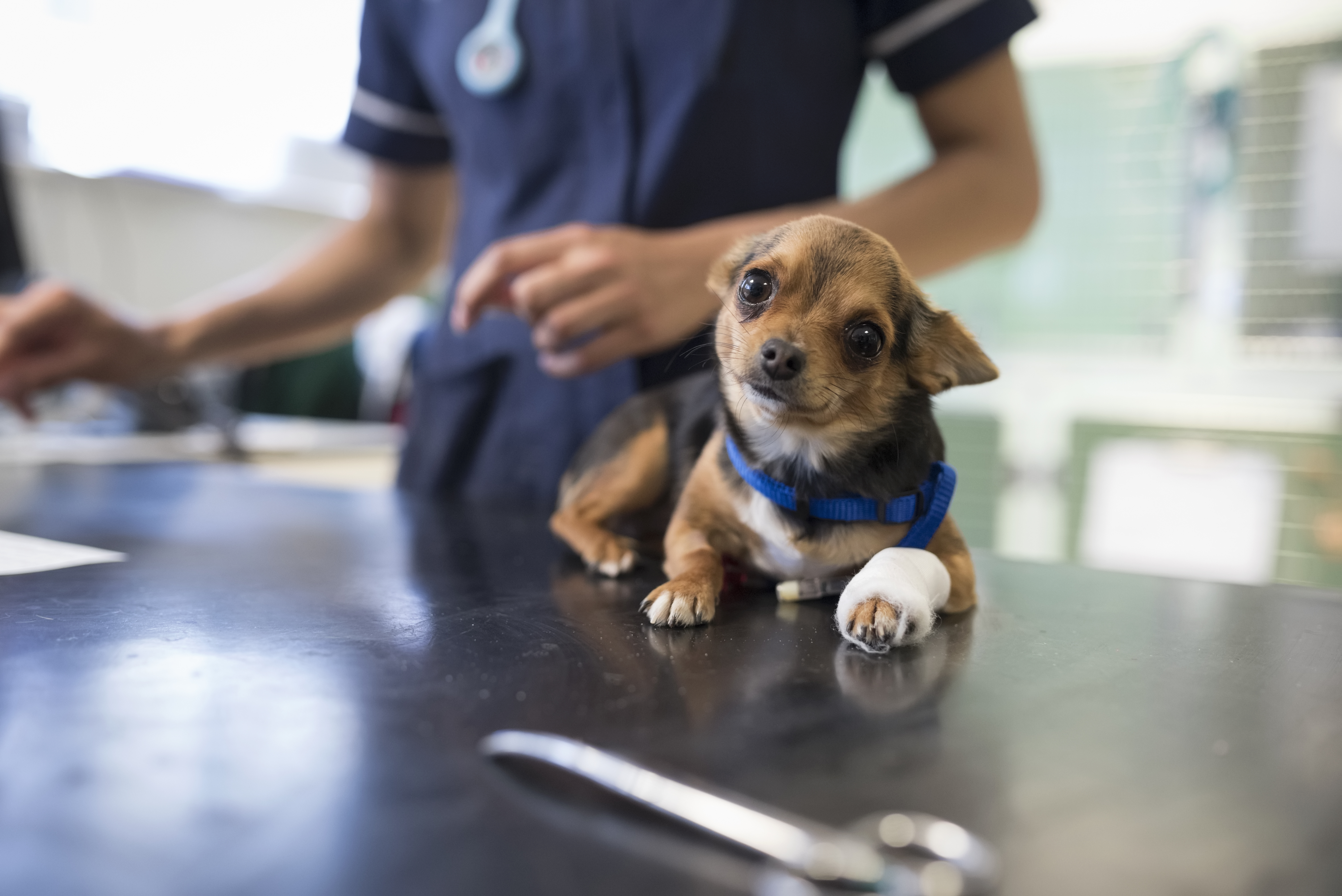 Dog in our London Victoria animal hospital with a bandaged leg