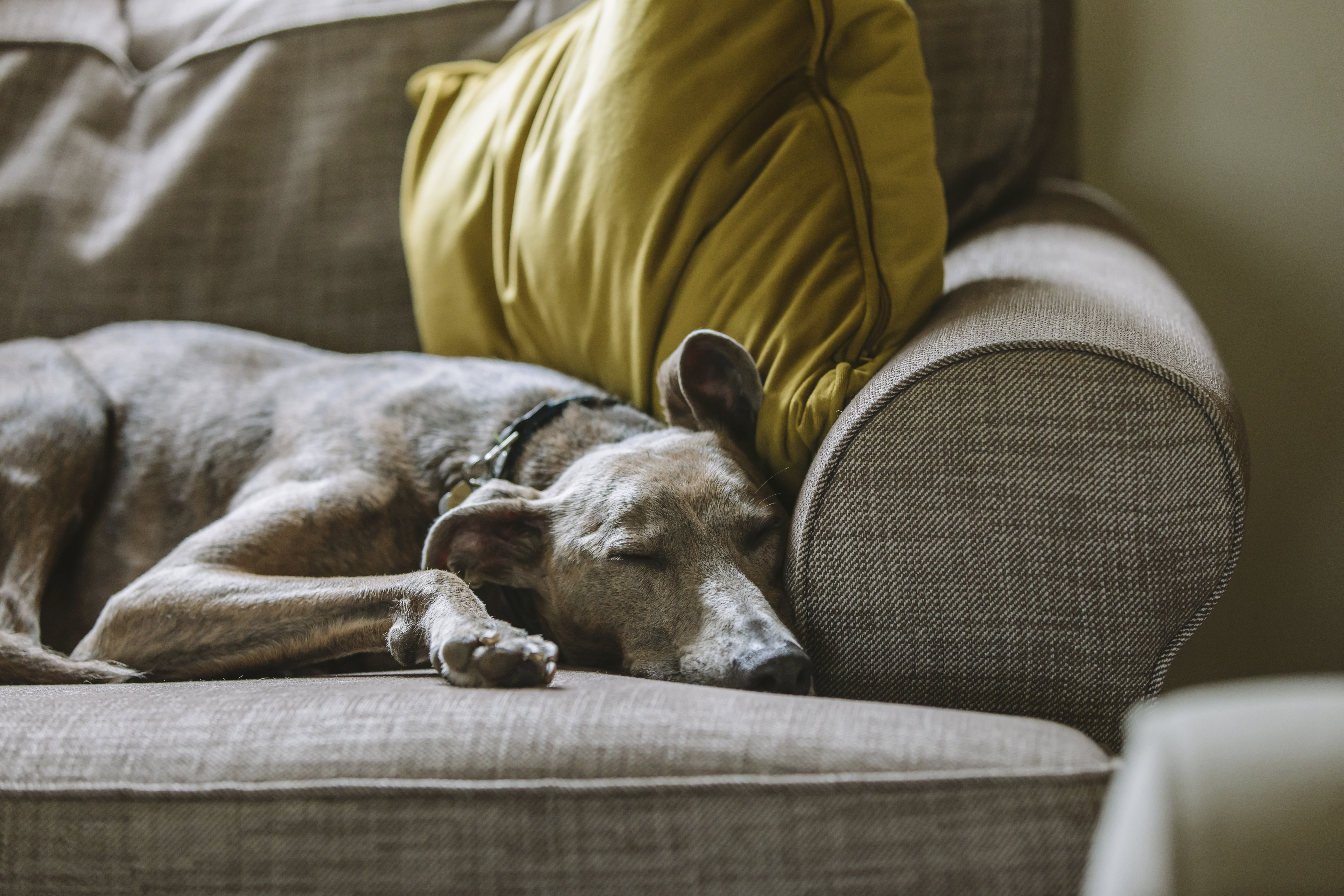 Blue/grey lurcher sleeping on beige sofa with yellow cushions