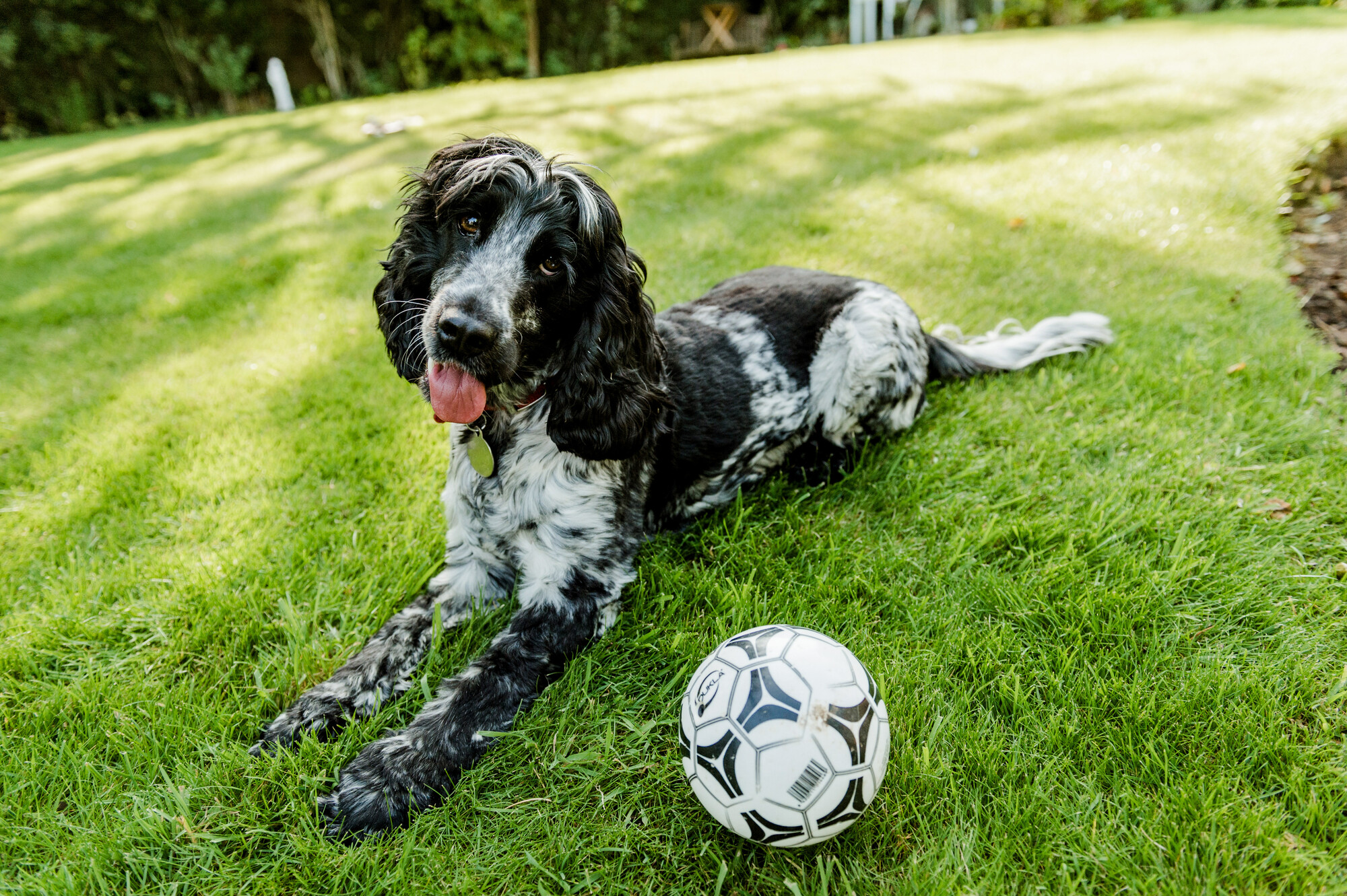 Heidi next to her ball with her head tilted to camera