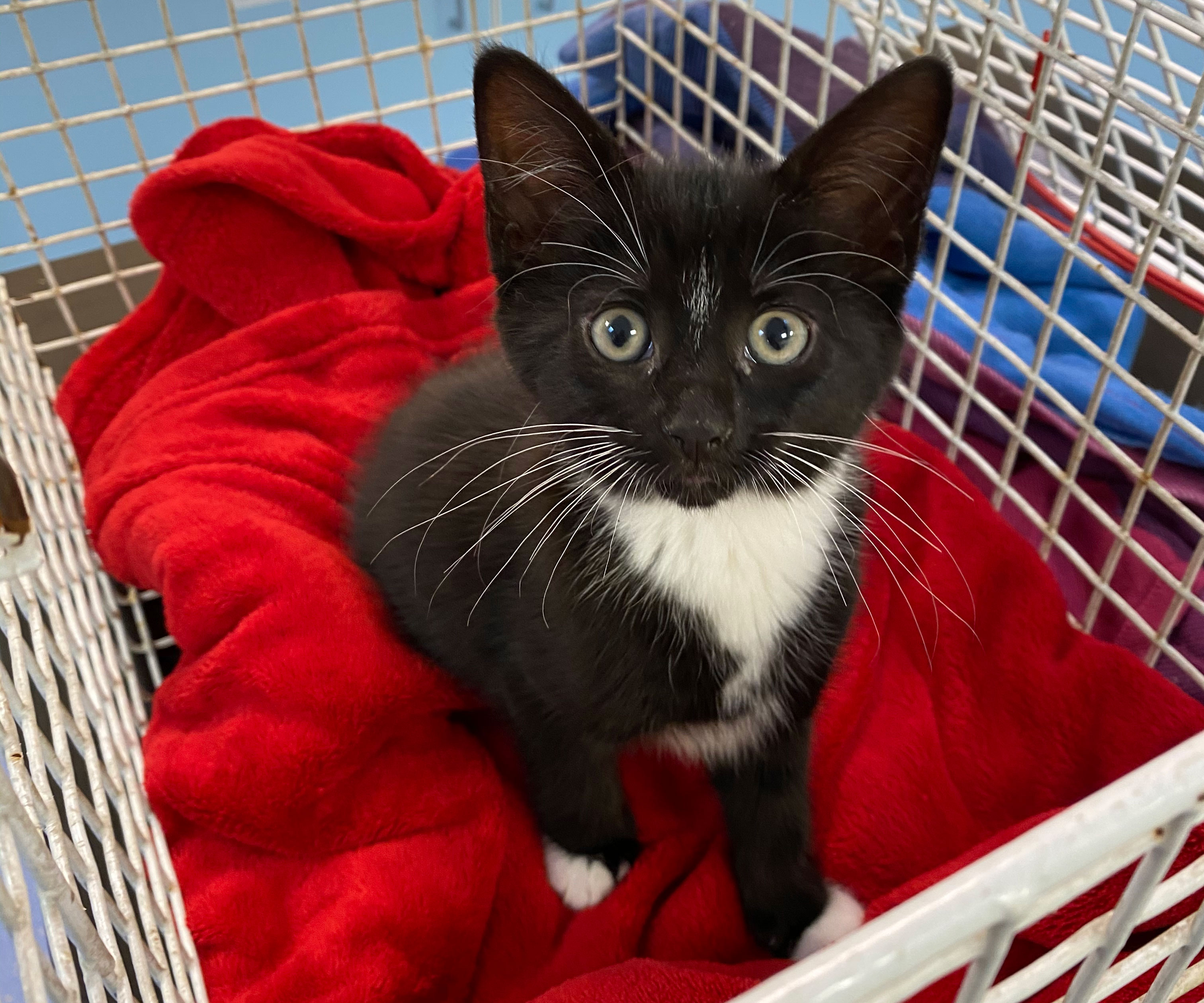 Grace on arrival at Blue Cross, in a cat carrier with red blanket