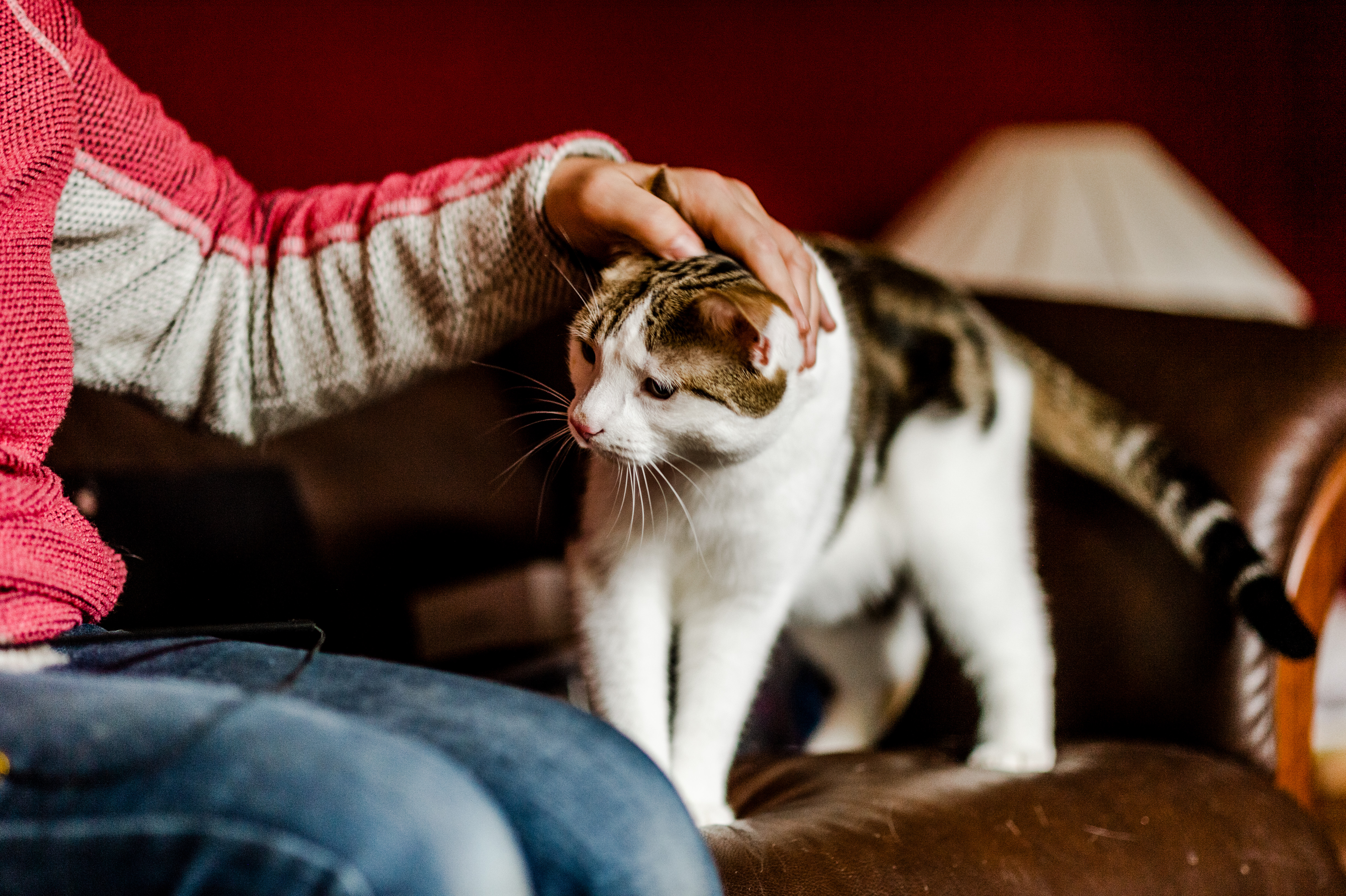 Cat being stroked on head