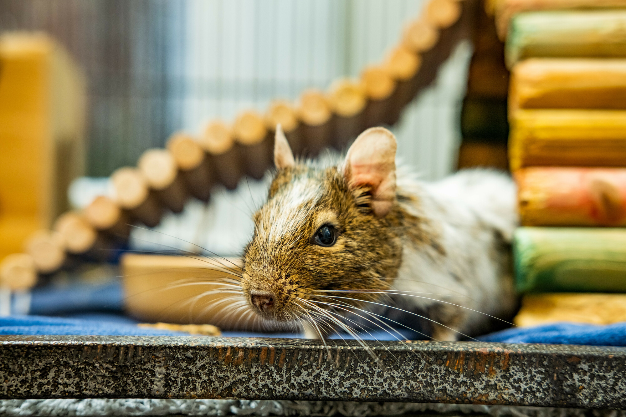 Greg exploring the tunnels in his cage