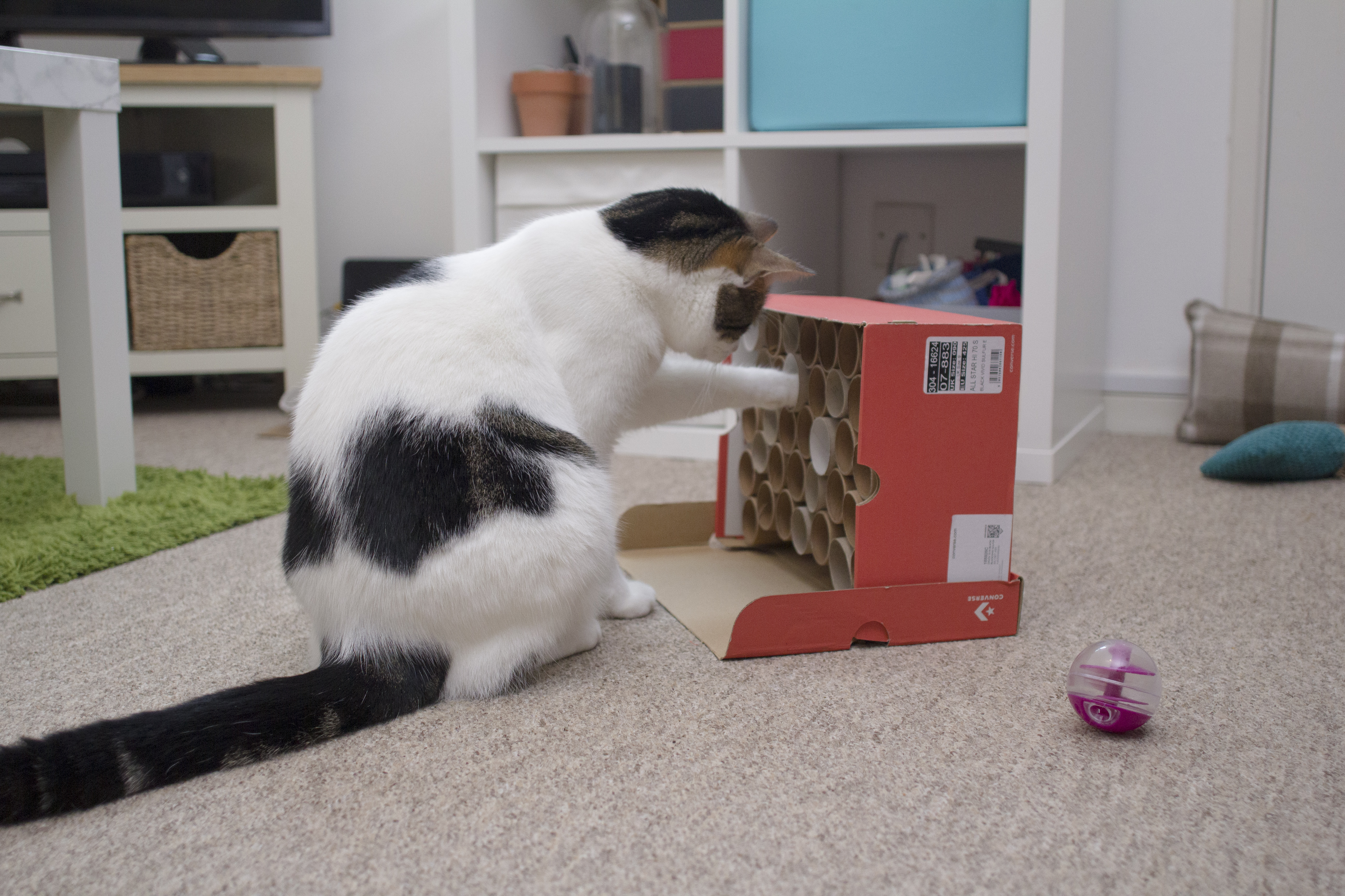 Tabby cat with paw in the cat treat vending machine, fishing out a cat treat