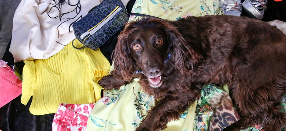 Dog sitting on clothes smiling up at the camera